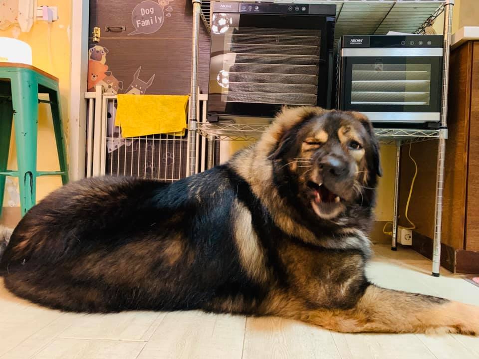 養80kg高加索犬後完全被爸忽略親女兒狠心發 靈長類 送養文 養80kg高加索犬後完全被爸忽略親女兒狠心發 靈長類 送養文