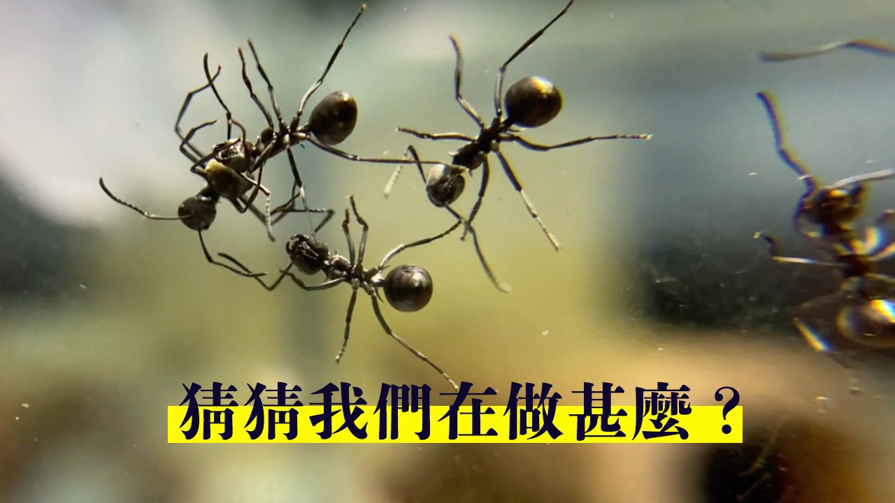 直擊香港的螞蟻世界養蟻人 蟻社會沒有民主 香港01 隱形香港