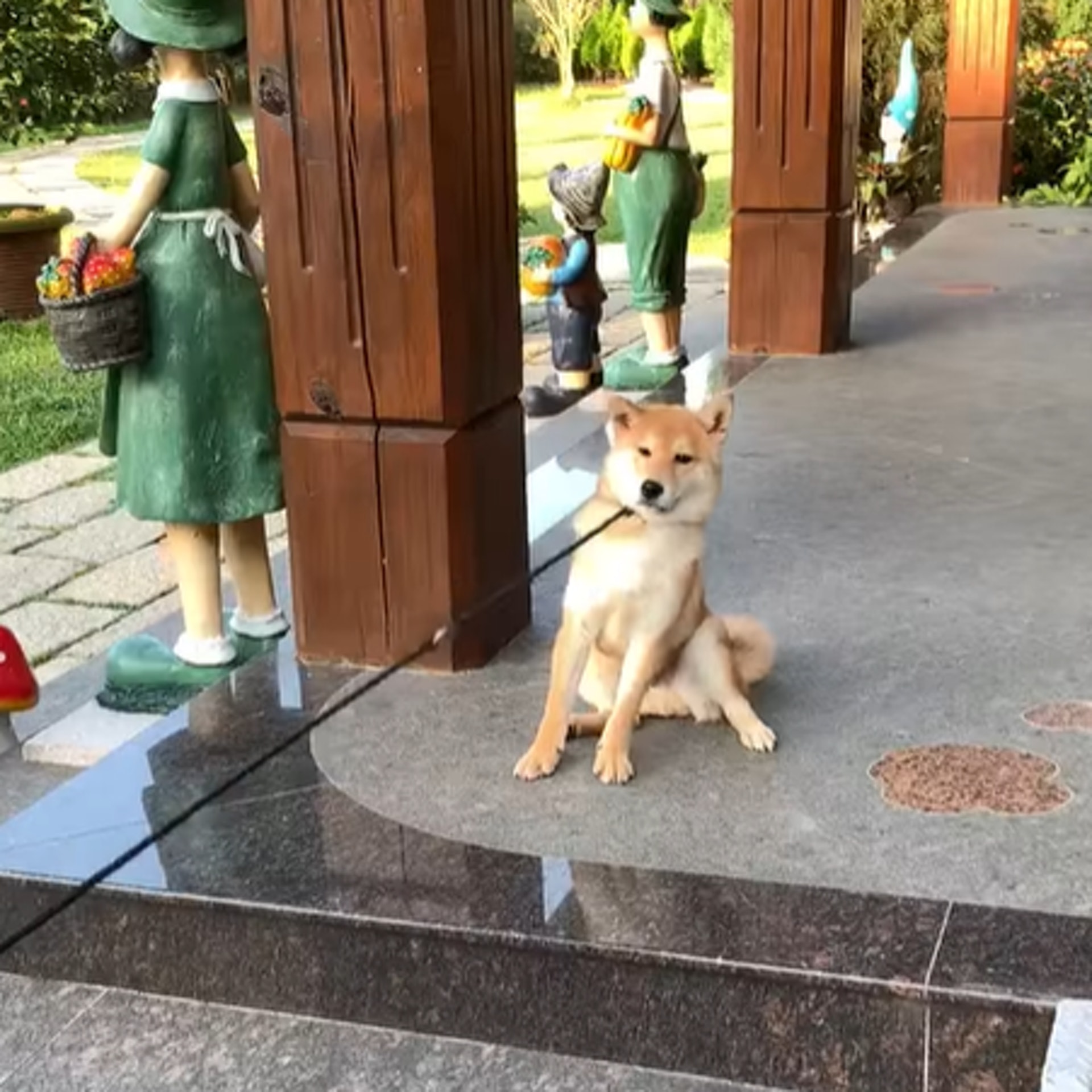 拒否柴 柴犬放風太爽拒理牽繩回家一出 鐵掌 怪招迫媽就範 香港01 寵物 拒否柴 柴犬放風太爽拒理牽繩回家一出 鐵掌 怪招迫媽就範 香港01 寵物