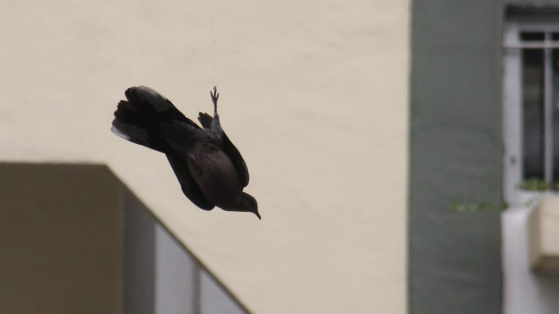 珠頸斑鳩遭魚絲纏足樹上吊吊揈拼命掙扎愛協消防合力拯救 香港01 突發 珠頸斑鳩遭魚絲纏足樹上吊吊揈拼命掙扎愛協消防合力拯救 香港01 突發
