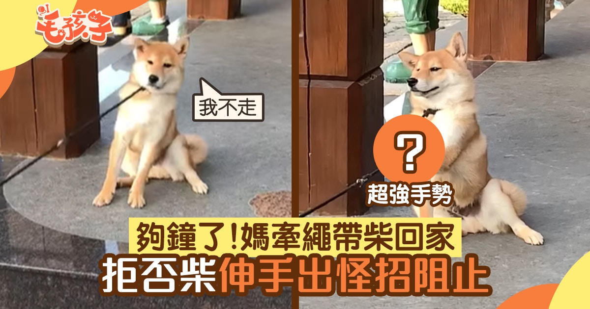 拒否柴 柴犬放風太爽拒理牽繩回家一出 鐵掌 怪招迫媽就範 香港01 寵物