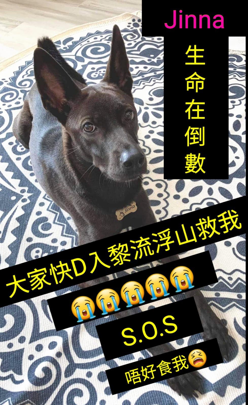 Allen表示,Jinna失蹤時身上有一條銀色P鏈、金色名牌及藍色名牌繩子,現懸紅1萬元希望能尋回Jinna。(讀者提供) Allen表示,Jinna失蹤時身上有一條銀色P鏈、金色名牌及藍色名牌繩子,現懸紅1萬元希望能尋回Jinna。(讀者提供)