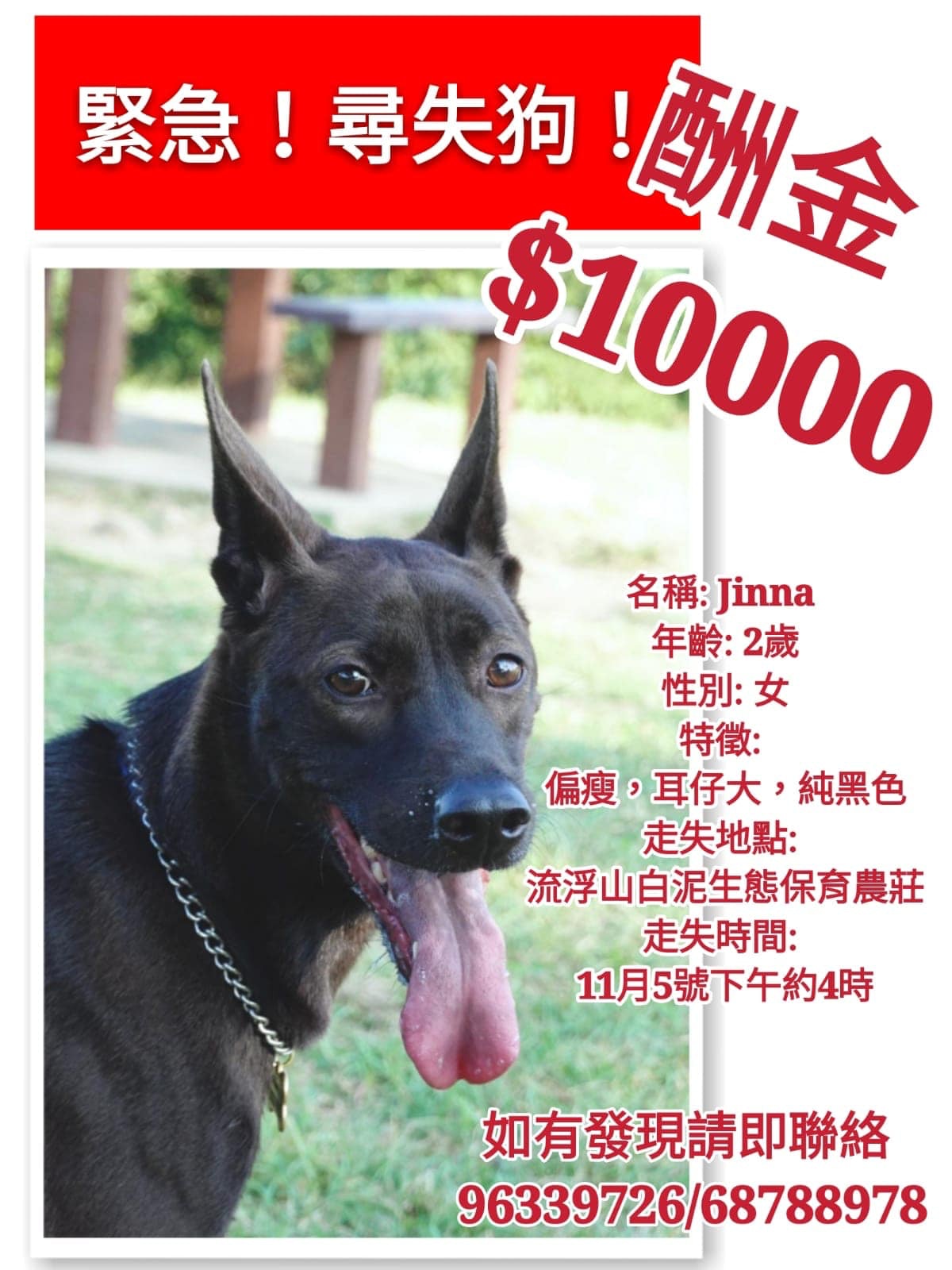 Allen表示,Jinna失蹤時身上有一條銀色P鏈、金色名牌及藍色名牌繩子,現懸紅1萬元希望能尋回Jinna。(讀者提供) Allen表示,Jinna失蹤時身上有一條銀色P鏈、金色名牌及藍色名牌繩子,現懸紅1萬元希望能尋回Jinna。(讀者提供)