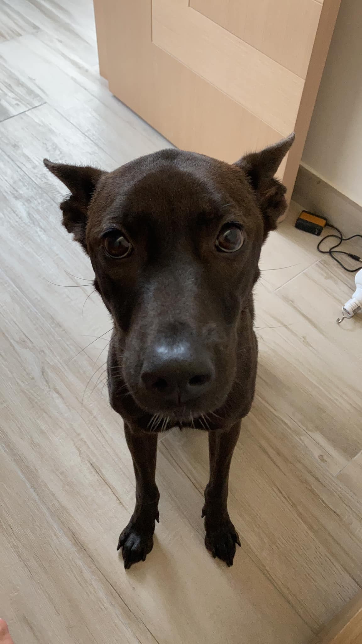 Allen表示,Jinna失蹤時身上有一條銀色P鏈、金色名牌及藍色名牌繩子,現懸紅1萬元希望能尋回Jinna。(讀者提供) Allen表示,Jinna失蹤時身上有一條銀色P鏈、金色名牌及藍色名牌繩子,現懸紅1萬元希望能尋回Jinna。(讀者提供)