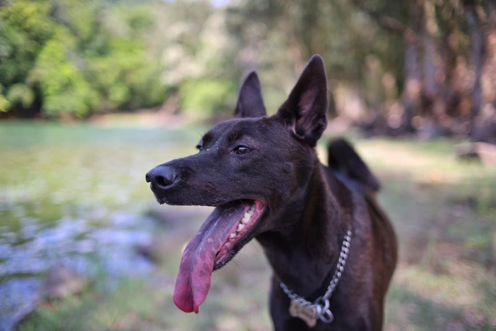 Allen表示,Jinna失蹤時身上有一條銀色P鏈、金色名牌及藍色名牌繩子,現懸紅1萬元希望能尋回Jinna。(讀者提供) Allen表示,Jinna失蹤時身上有一條銀色P鏈、金色名牌及藍色名牌繩子,現懸紅1萬元希望能尋回Jinna。(讀者提供)