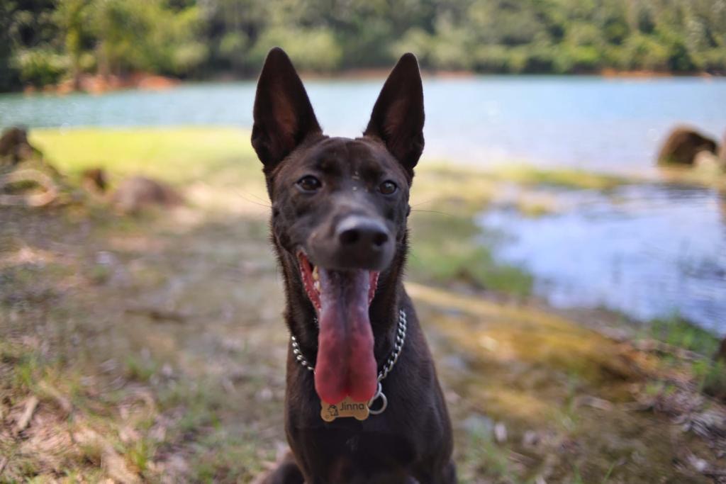 Allen表示,Jinna失蹤時身上有一條銀色P鏈、金色名牌及藍色名牌繩子,現懸紅1萬元希望能尋回Jinna。(讀者提供) Allen表示,Jinna失蹤時身上有一條銀色P鏈、金色名牌及藍色名牌繩子,現懸紅1萬元希望能尋回Jinna。(讀者提供)