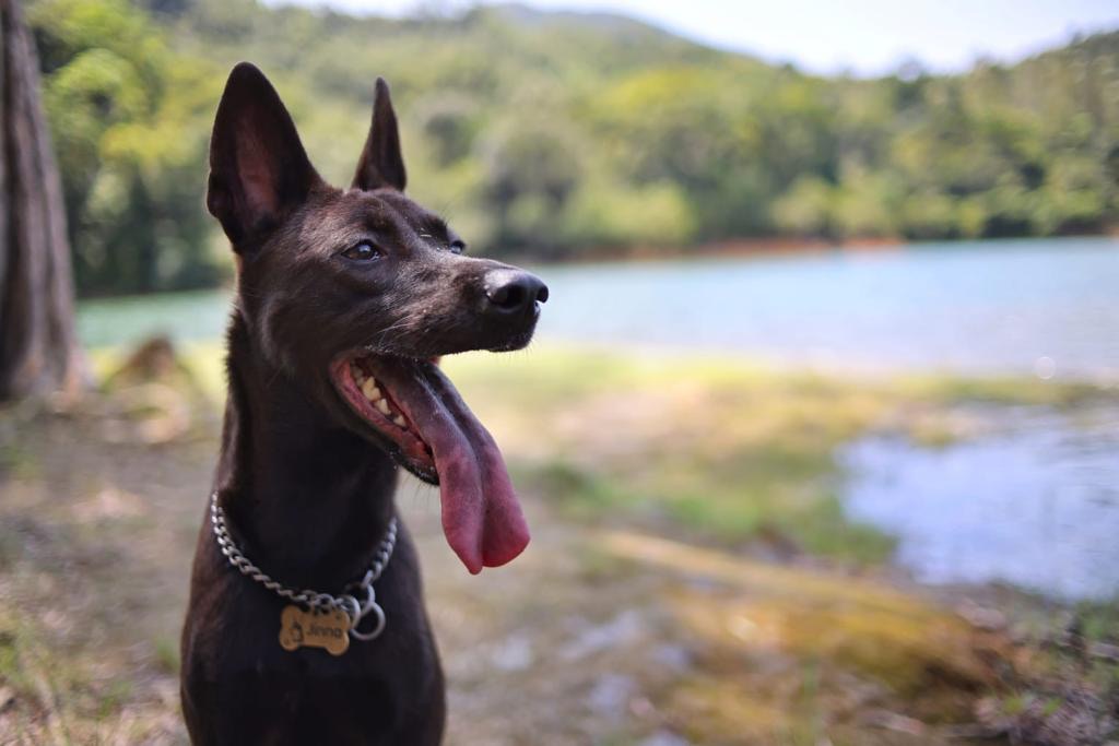 Allen表示,Jinna失蹤時身上有一條銀色P鏈、金色名牌及藍色名牌繩子,現懸紅1萬元希望能尋回Jinna。(讀者提供) Allen表示,Jinna失蹤時身上有一條銀色P鏈、金色名牌及藍色名牌繩子,現懸紅1萬元希望能尋回Jinna。(讀者提供)