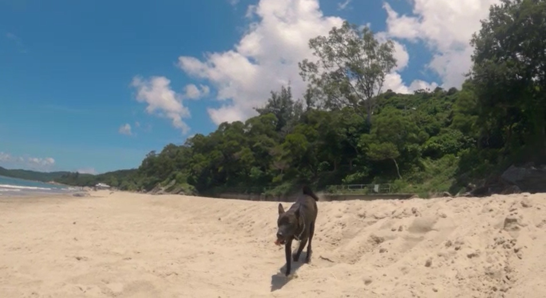 由於Jinna喜愛大自然,Allen解開她頸繩,讓她四處奔跑,惟其後她失去蹤影,事隔5日仍未能尋回。(讀者提供相片) 由於Jinna喜愛大自然,Allen解開她頸繩,讓她四處奔跑,惟其後她失去蹤影,事隔5日仍未能尋回。(讀者提供相片)