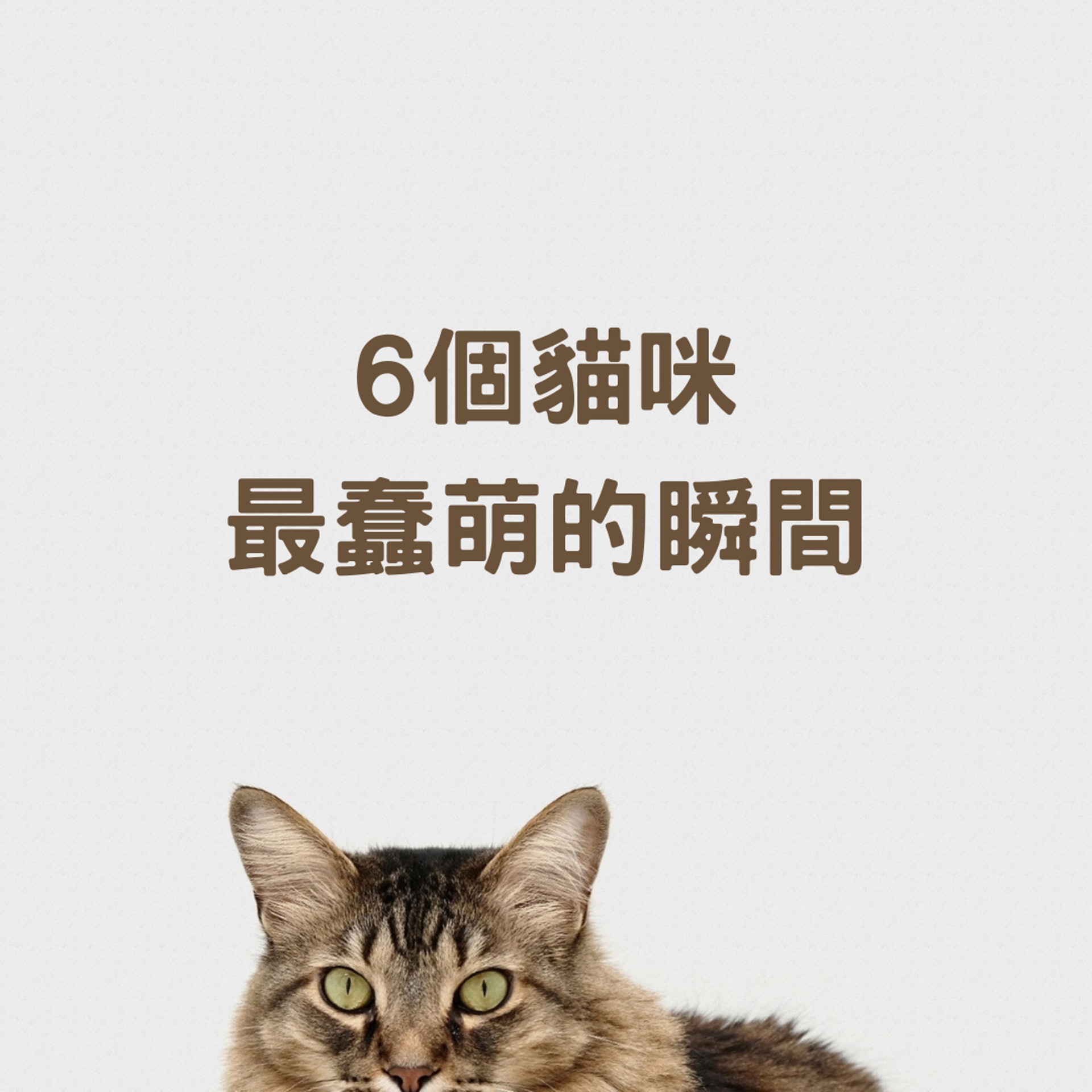 六個貓咪最蠢的瞬間(01製圖,charliedeets/Unsplash) 六個貓咪最蠢的瞬間(01製圖,charliedeets/Unsplash)