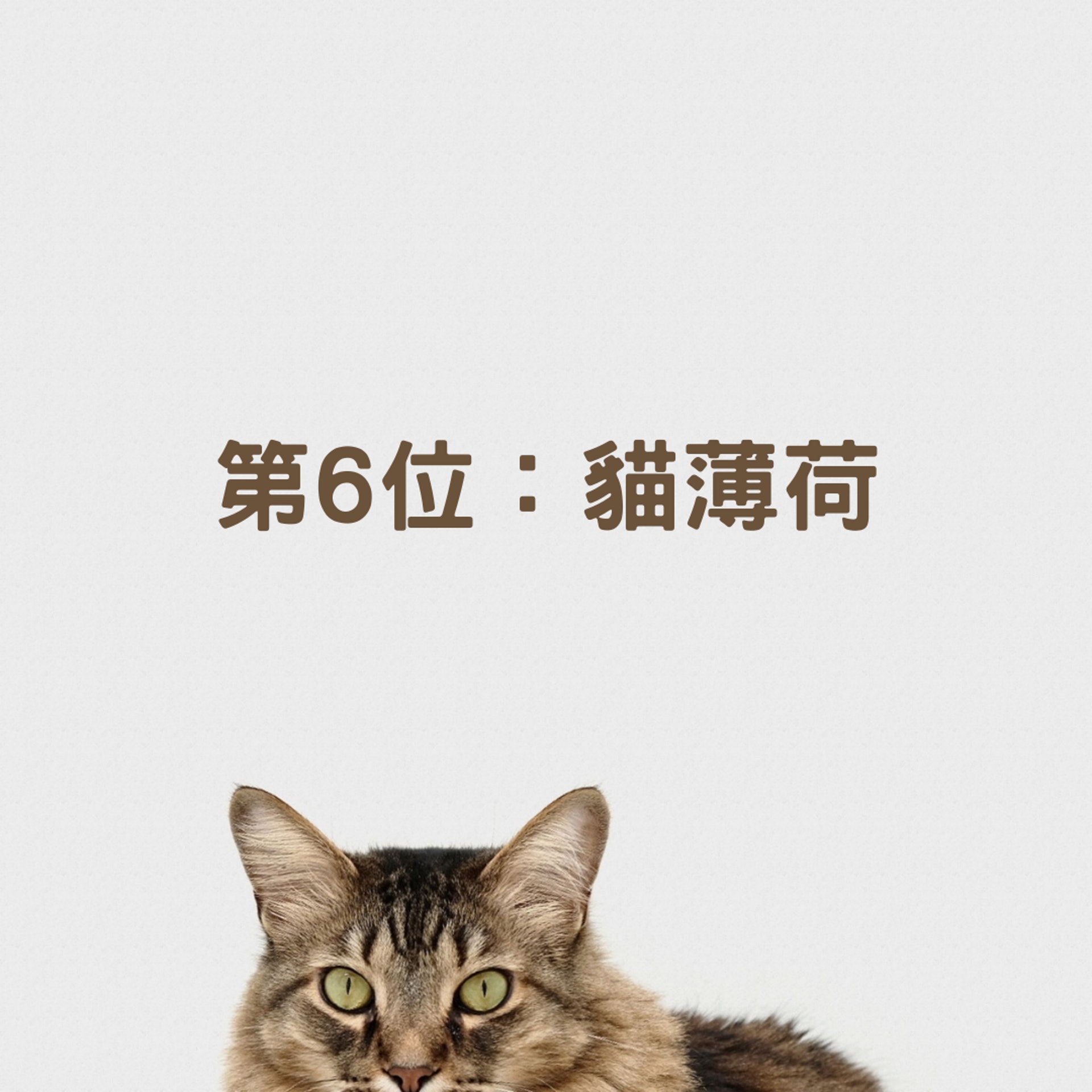 六個貓咪最蠢的瞬間(01製圖,charliedeets/Unsplash) 六個貓咪最蠢的瞬間(01製圖,charliedeets/Unsplash)