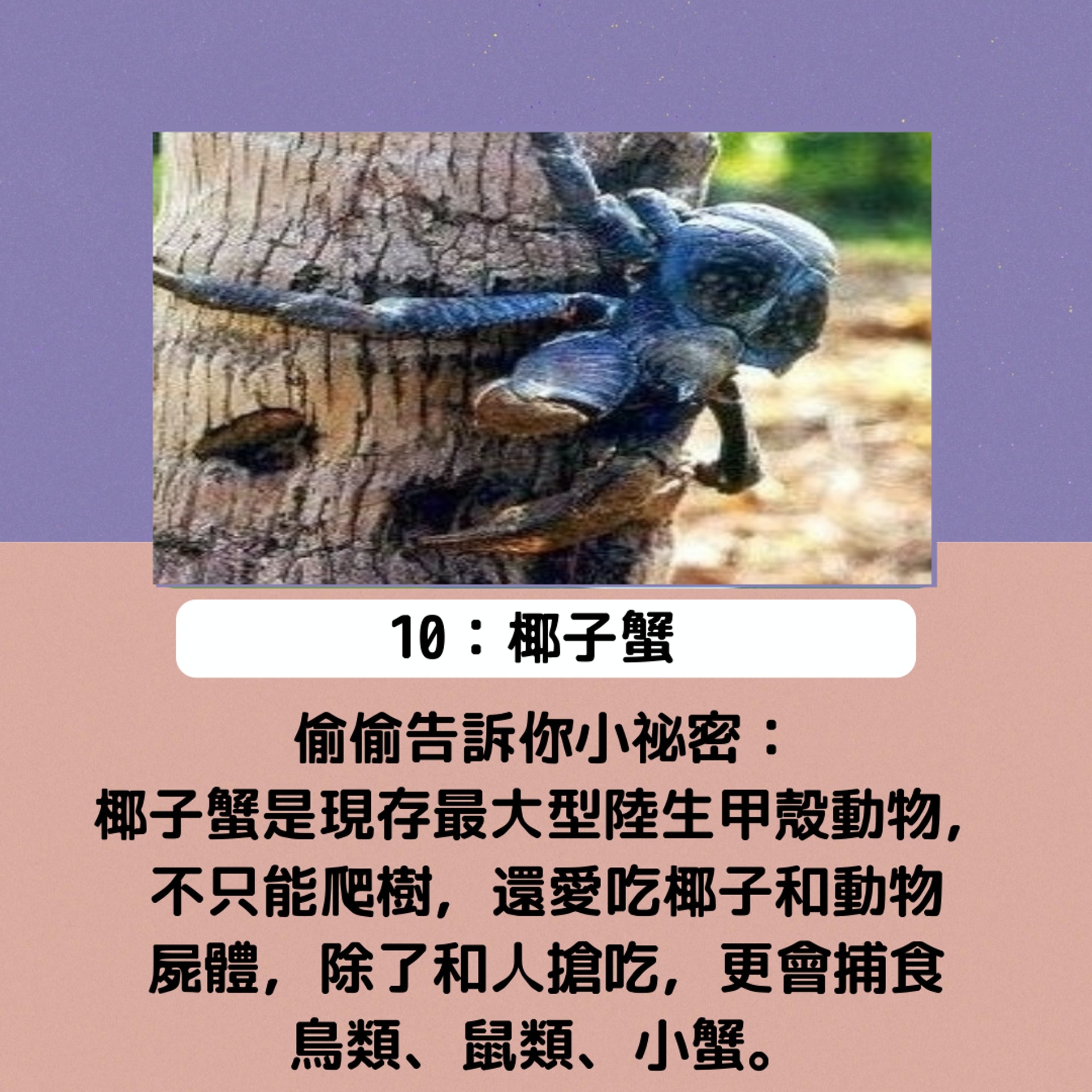 可愛兔仔會咬人 食蟻獸唔恐怖 網絡十大熱搜動物幾多你未聽過 可愛兔仔會咬人 食蟻獸唔恐怖 網絡十大熱搜動物幾多你未聽過
