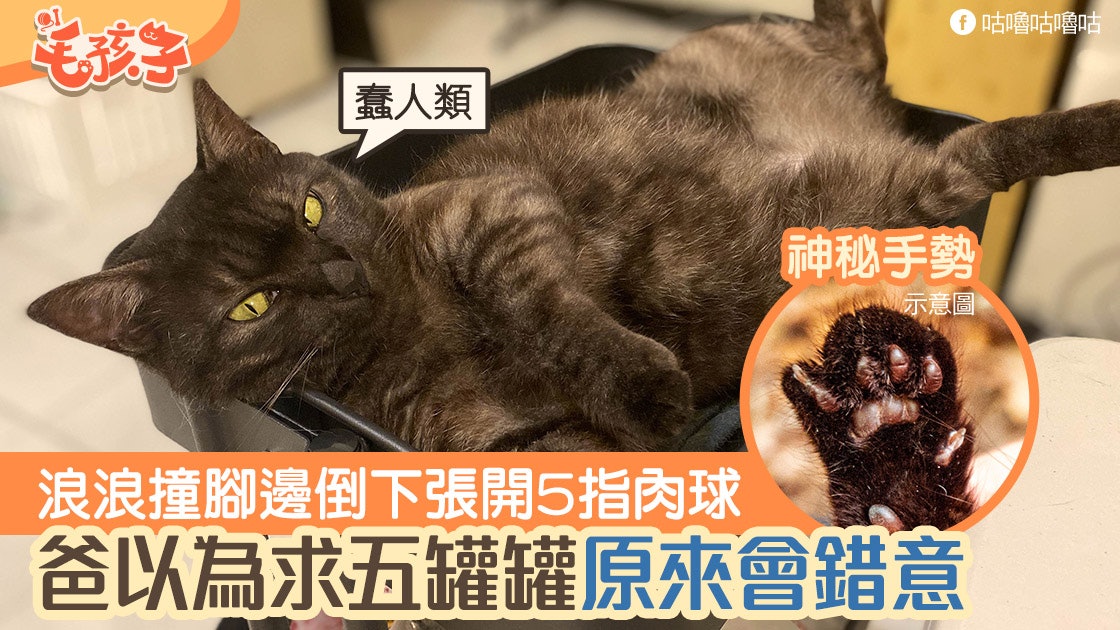 虎斑貓腳邊倒下張開5指肉球 爸以為乞5罐罐 回家才發現真正意思 虎斑貓腳邊倒下張開5指肉球 爸以為乞5罐罐 回家才發現真正意思