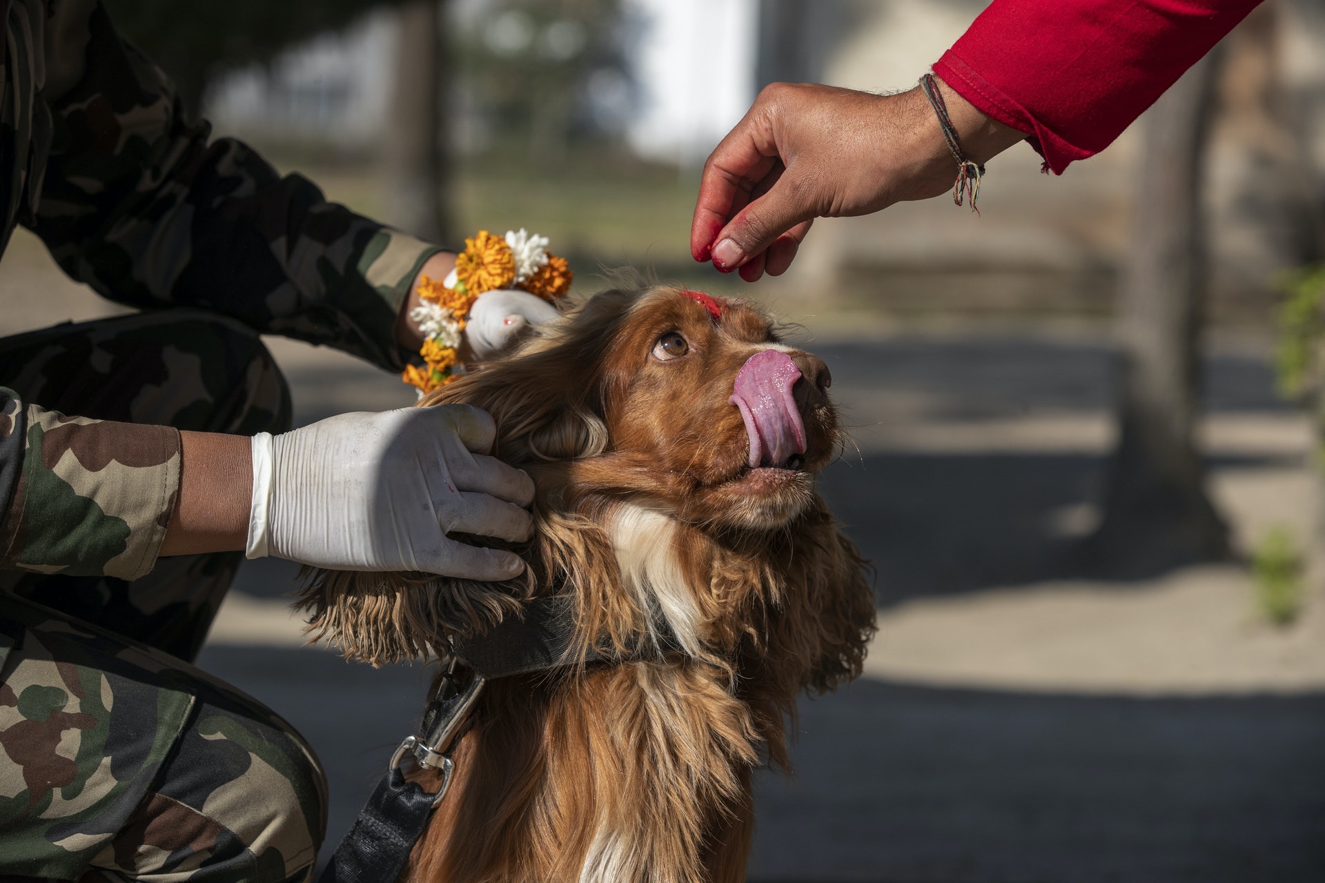 尼泊爾一年一度 感謝狗狗日 毛孩子受寵源於牠們是死神使者 尼泊爾一年一度 感謝狗狗日 毛孩子受寵源於牠們是死神使者