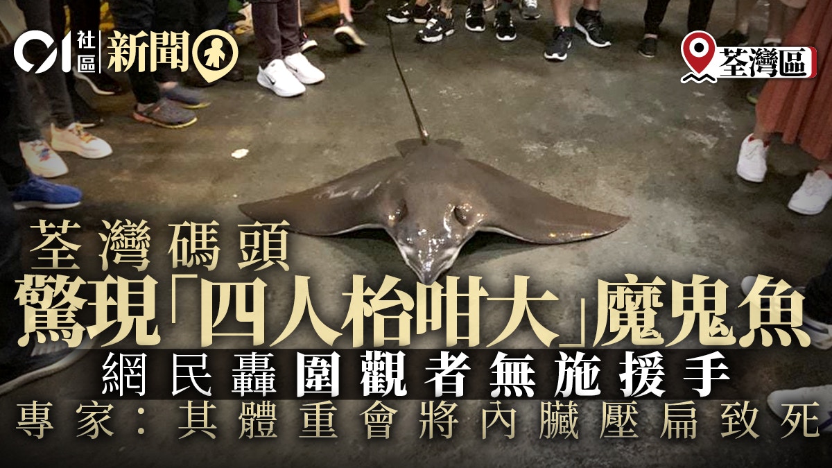 荃灣碼頭傳 野生捕獲 巨型魔鬼魚巿民 成張四人枱咁大 香港01 18區新聞