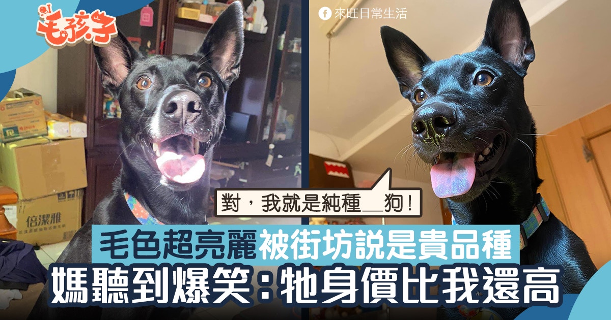 狗狗毛色亮麗被指是貴價品種犬媽踢爆牠真身 牠身價比我還高 香港01 寵物