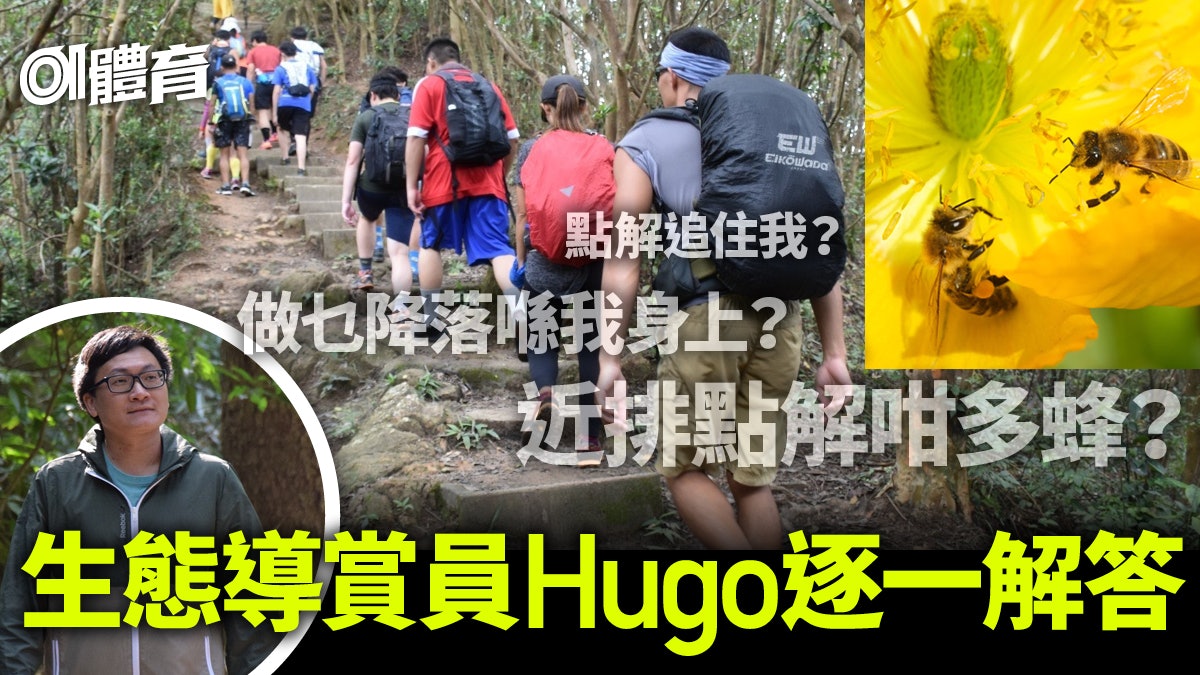【行山】山友分享被蜜蜂追引起熱議 生態導賞員解釋蜜蜂追人原因 【行山】山友分享被蜜蜂追引起熱議 生態導賞員解釋蜜蜂追人原因