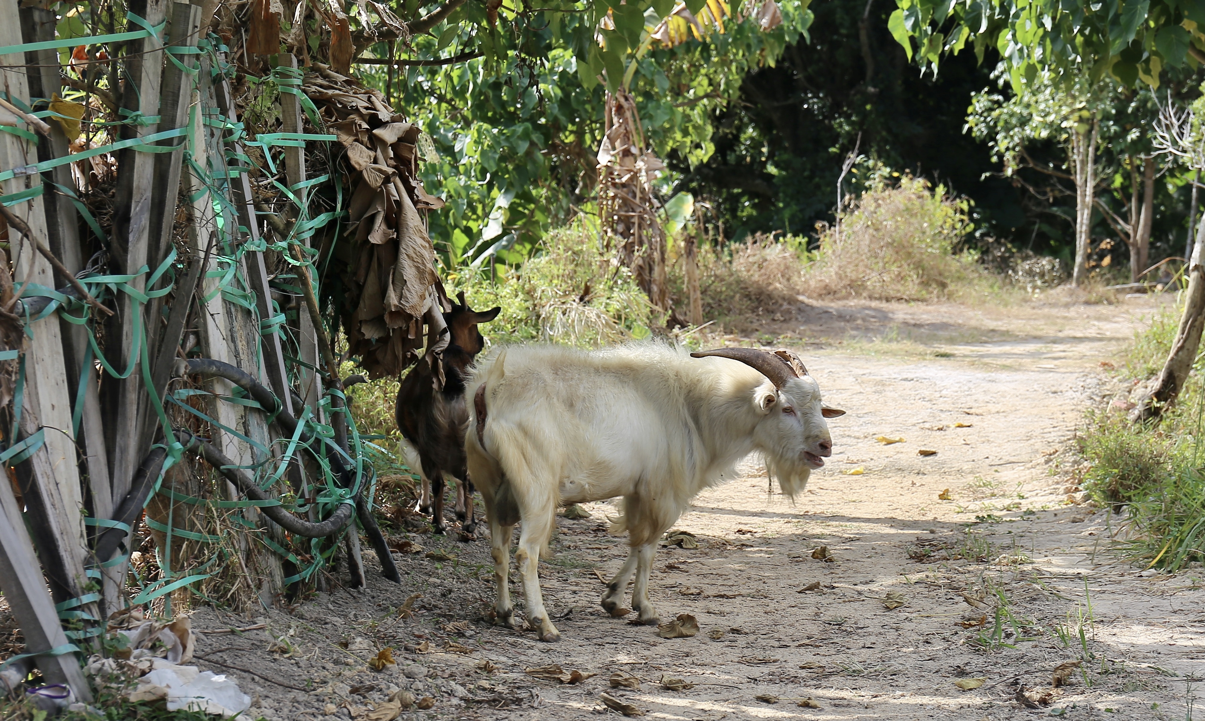 西藏人阿傑來港定居8年多,在元朗南坑排村飼養6隻羊。(郭倩雯攝) 西藏人阿傑來港定居8年多,在元朗南坑排村飼養6隻羊。(郭倩雯攝)