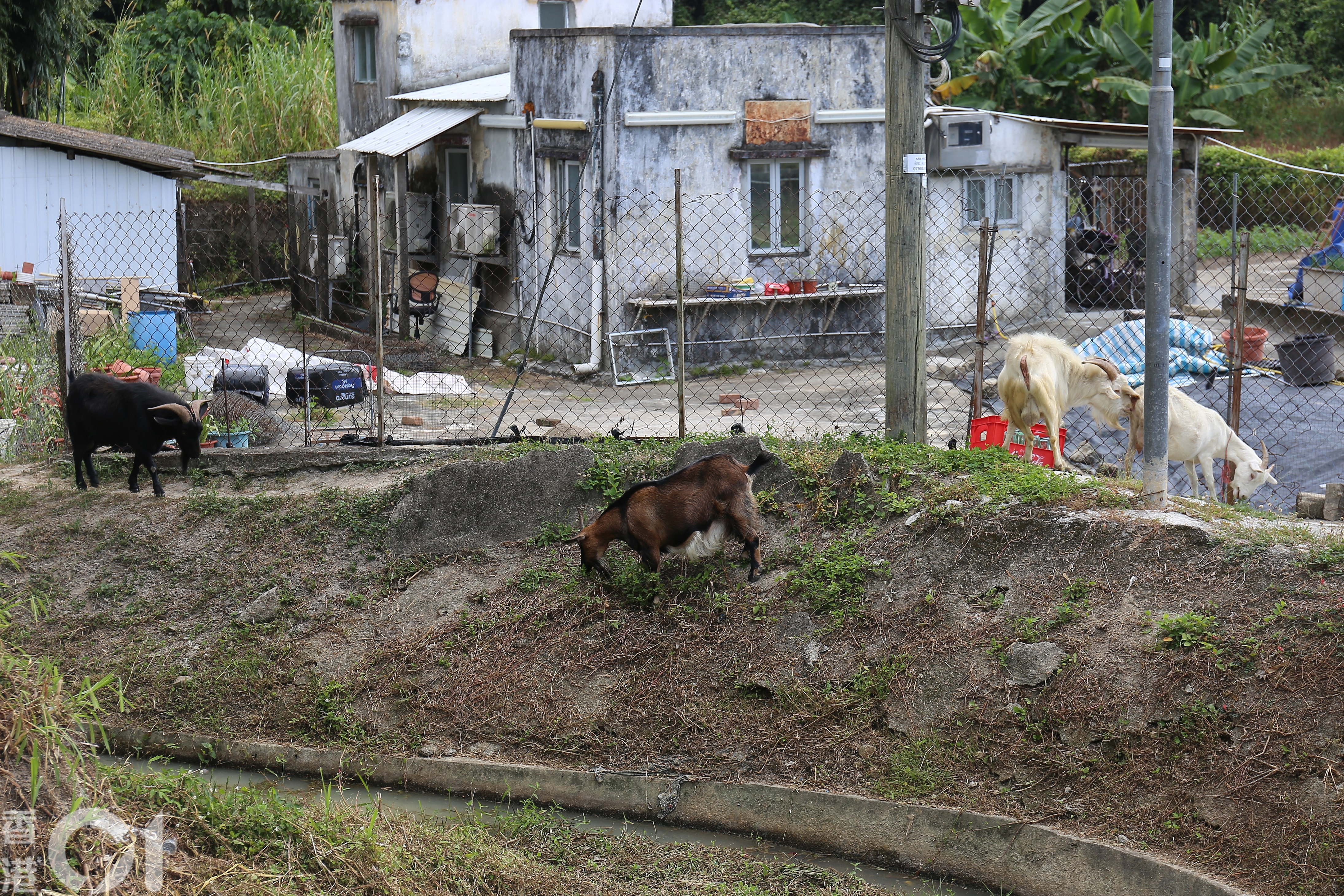 西藏人阿傑來港定居8年多,在元朗南坑排村飼養6隻羊。(郭倩雯攝) 西藏人阿傑來港定居8年多,在元朗南坑排村飼養6隻羊。(郭倩雯攝)