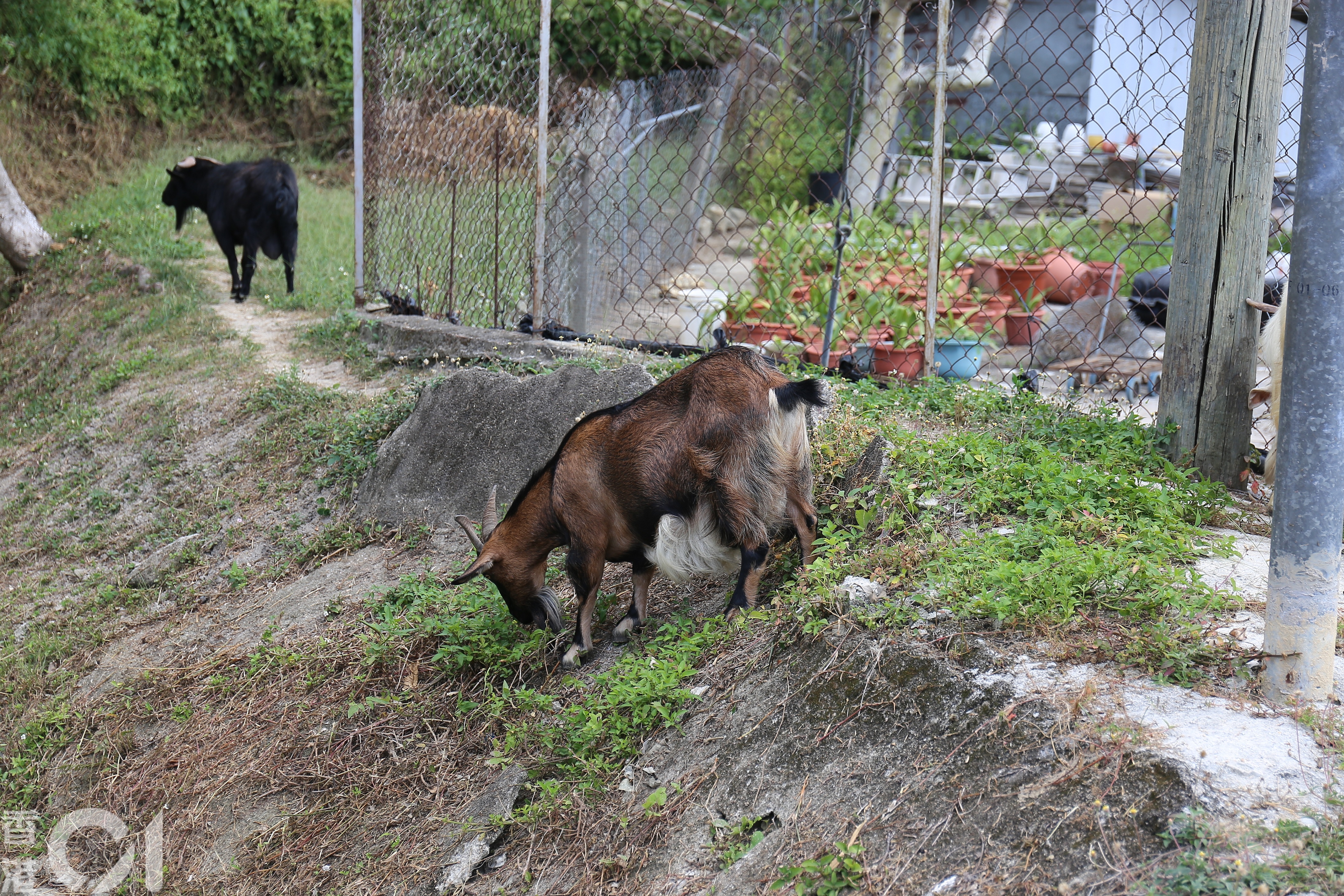 西藏人阿傑來港定居8年多,在元朗南坑排村飼養6隻羊。(郭倩雯攝) 西藏人阿傑來港定居8年多,在元朗南坑排村飼養6隻羊。(郭倩雯攝)