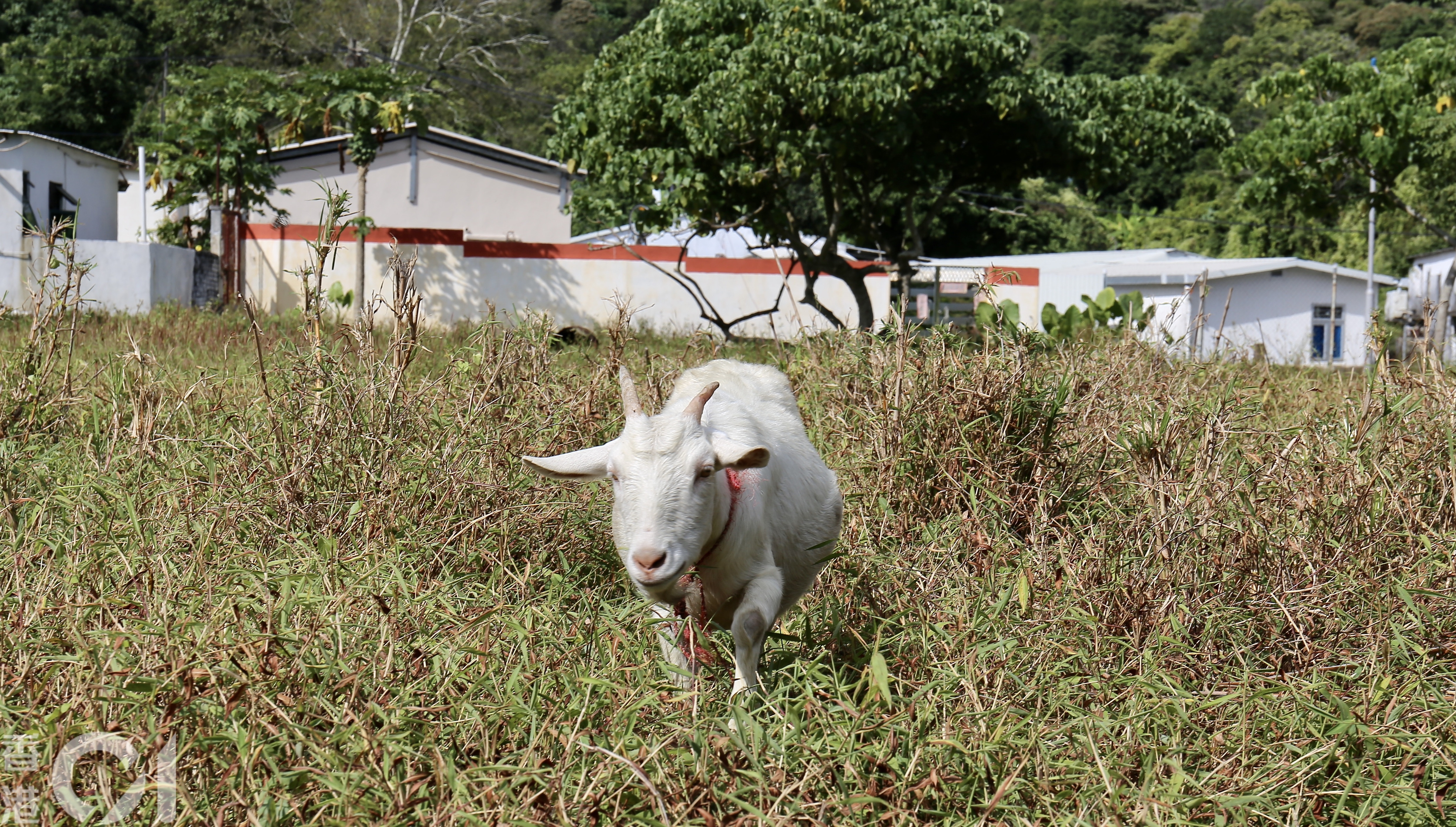西藏人阿傑來港定居8年多,在元朗南坑排村飼養6隻羊。(郭倩雯攝) 西藏人阿傑來港定居8年多,在元朗南坑排村飼養6隻羊。(郭倩雯攝)