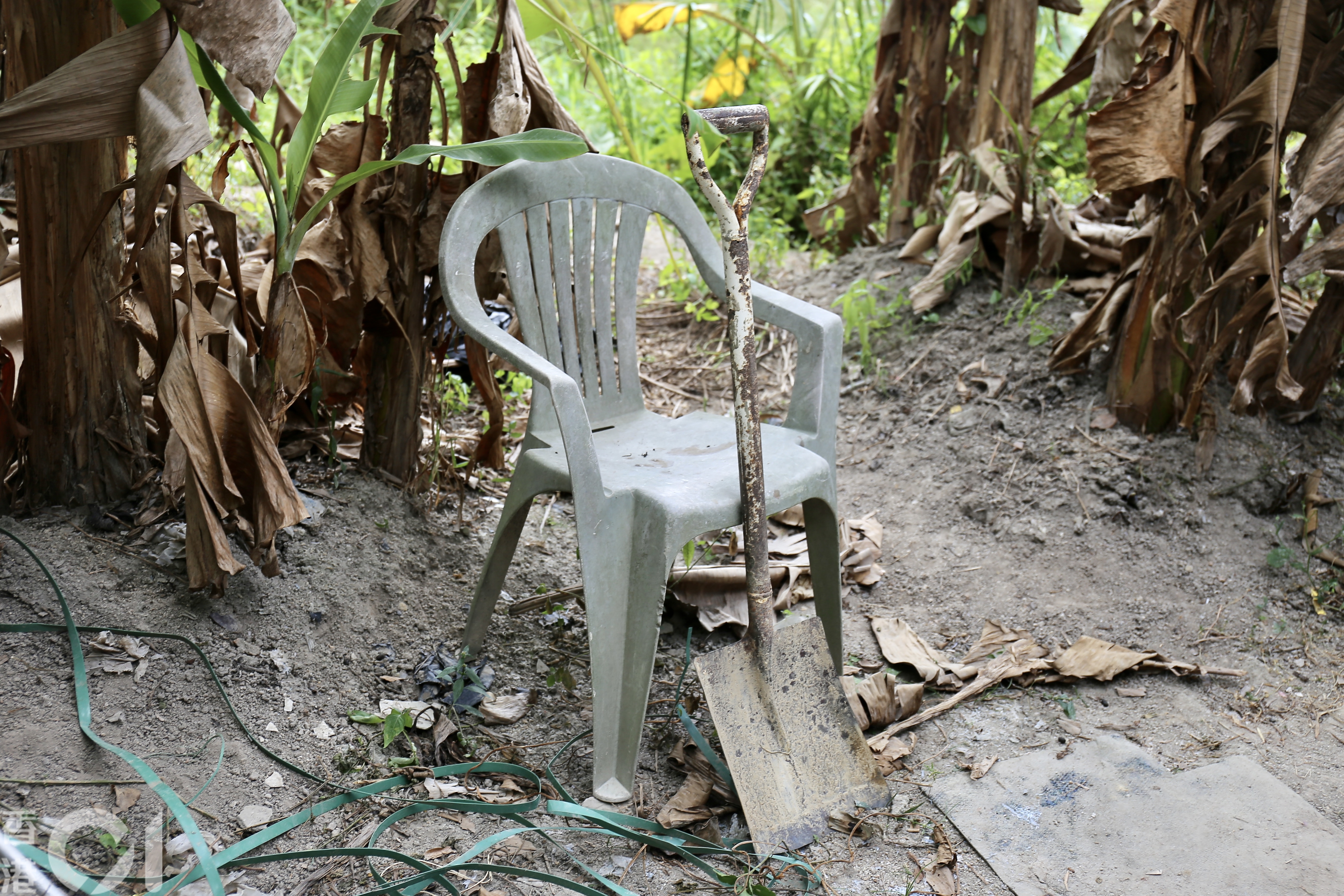 不忿闖蕉林毀作物,農夫用鐵鏟扑暈兩小羊再埋屍。(郭倩雯攝) 不忿闖蕉林毀作物,農夫用鐵鏟扑暈兩小羊再埋屍。(郭倩雯攝)