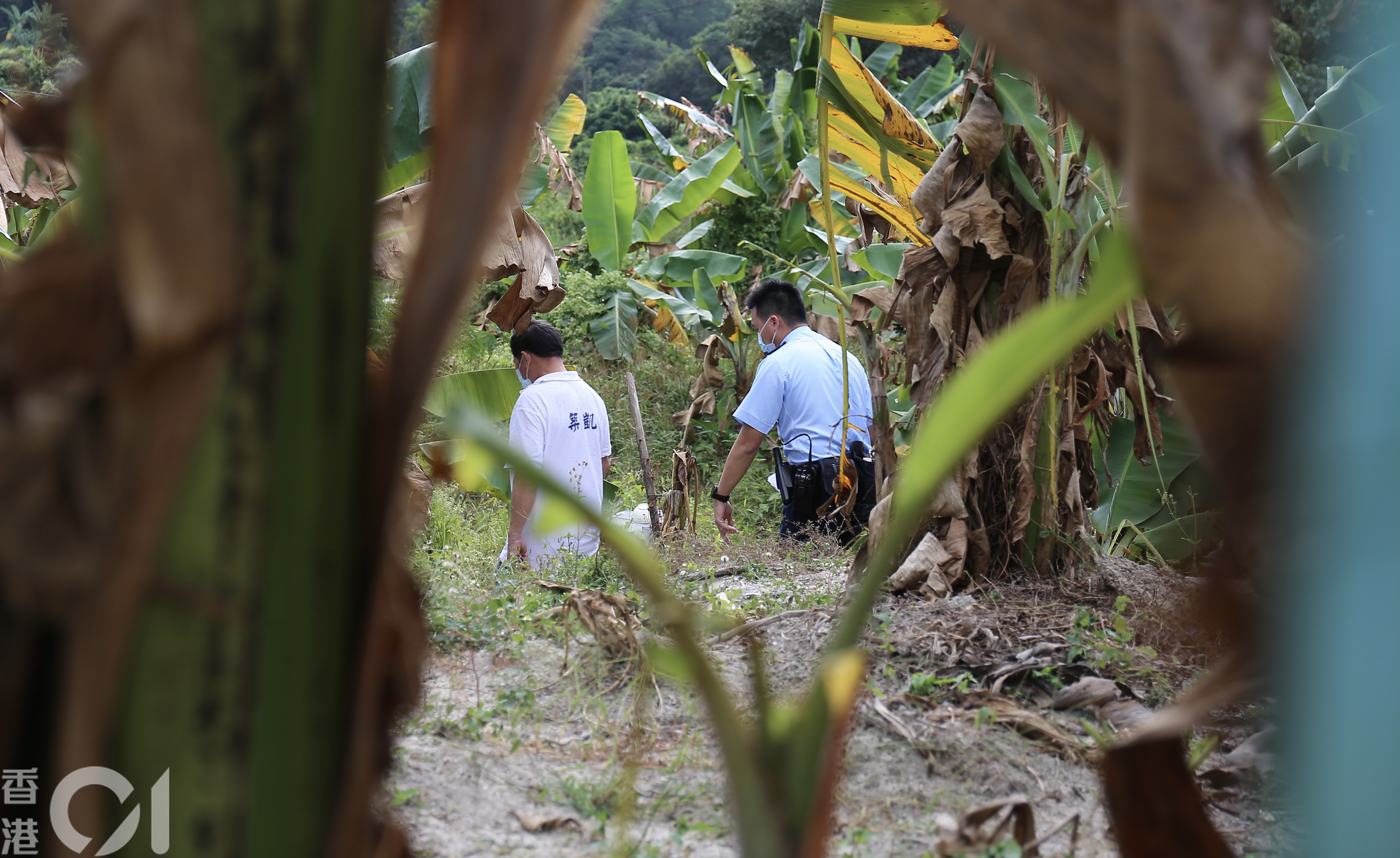 元朗南坑排村兩隻小羊被埋於沙堆死亡,警員細問年約60歲男子農夫,始知有人不忿小羊闖蕉林,毀壞作物,一怒之下用鐵鏟先打暈兩隻羊,接著掘窿埋羊。(郭倩雯攝) 元朗南坑排村兩隻小羊被埋於沙堆死亡,警員細問年約60歲男子農夫,始知有人不忿小羊闖蕉林,毀壞作物,一怒之下用鐵鏟先打暈兩隻羊,接著掘窿埋羊。(郭倩雯攝)