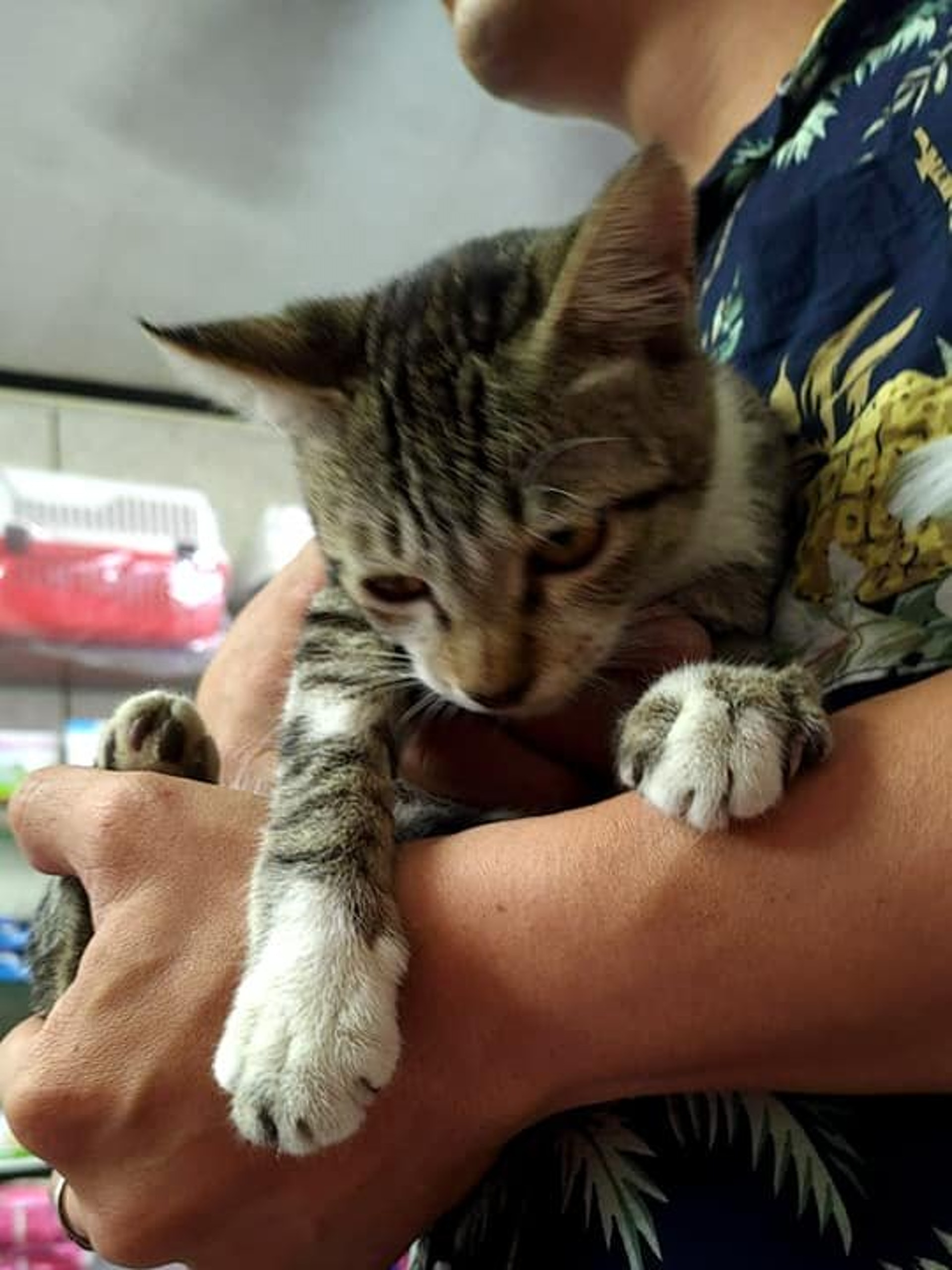 老公欲收編流浪貓但沒食物餌誘老婆恥笑抓到再說結局神反轉 老公欲收編流浪貓但沒食物餌誘老婆恥笑抓到再說結局神反轉