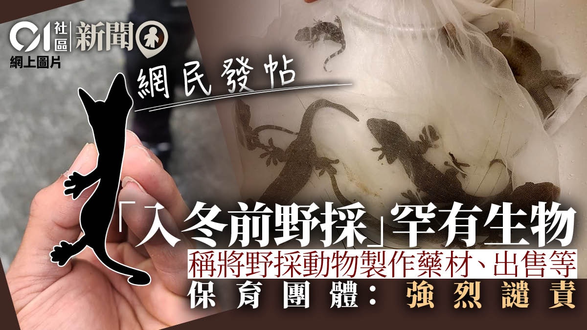 網民發帖 入冬前野採 野生大壁虎香港兩棲爬蟲協會 強烈譴責 香港01 18區新聞 網民發帖 入冬前野採 野生大壁虎香港兩棲爬蟲協會 強烈譴責 香港01 18區新聞