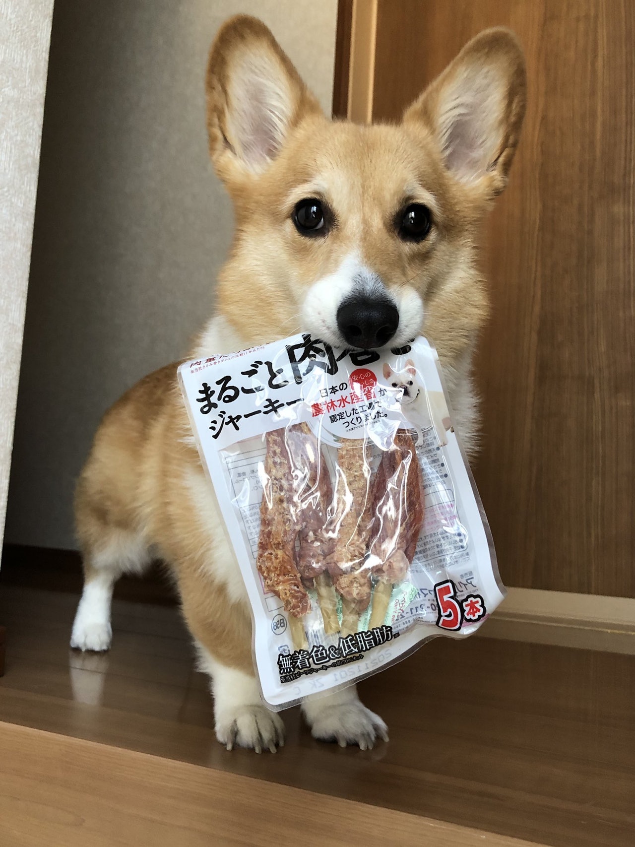 日本有柯基主動咬着肉乾零食包,眼神攻勢請求主人開封。(Twitter帳號「BELL_1030」圖片) 日本有柯基主動咬着肉乾零食包,眼神攻勢請求主人開封。(Twitter帳號「BELL_1030」圖片)