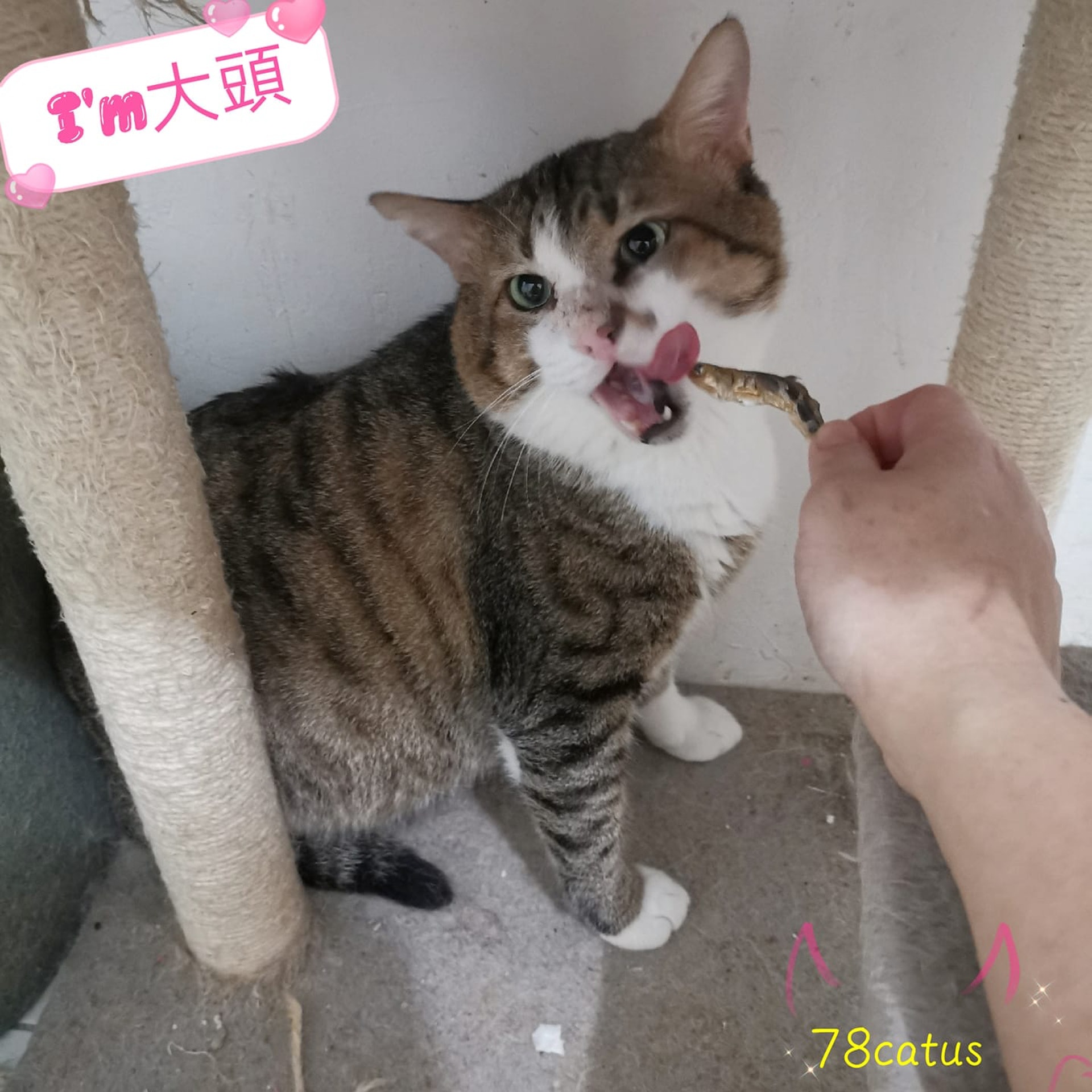 大家在關心我嗎?我很好呀!(fb@78catus) 大家在關心我嗎?我很好呀!(fb@78catus)