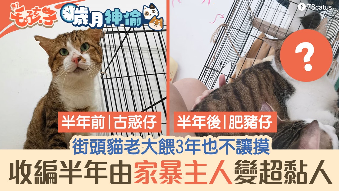 唐貓老大餵3年不讓摸 收編後家暴主人 半年性格大變成黏人肥豬 唐貓老大餵3年不讓摸 收編後家暴主人 半年性格大變成黏人肥豬