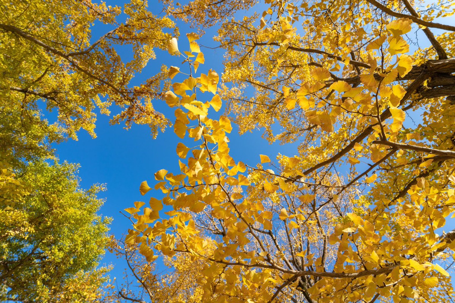 東京銀杏 黃金隧道 盛大登場 30幅圖遊日本飽覽秋季最美風物詩 東京銀杏 黃金隧道 盛大登場 30幅圖遊日本飽覽秋季最美風物詩