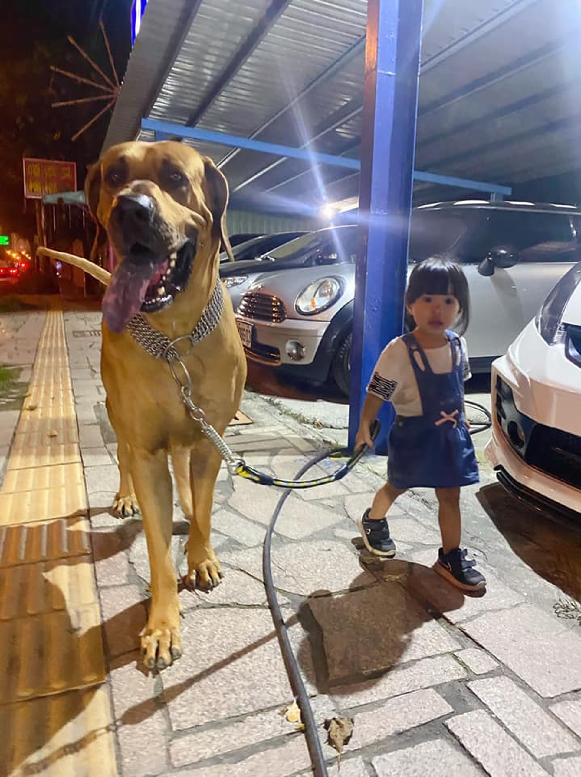 80kg高山犬夜深帶妹妹去探險沒路人敢靠近媽拍下最有愛畫面 香港01 寵物 80kg高山犬夜深帶妹妹去探險沒路人敢靠近媽拍下最有愛畫面 香港01 寵物