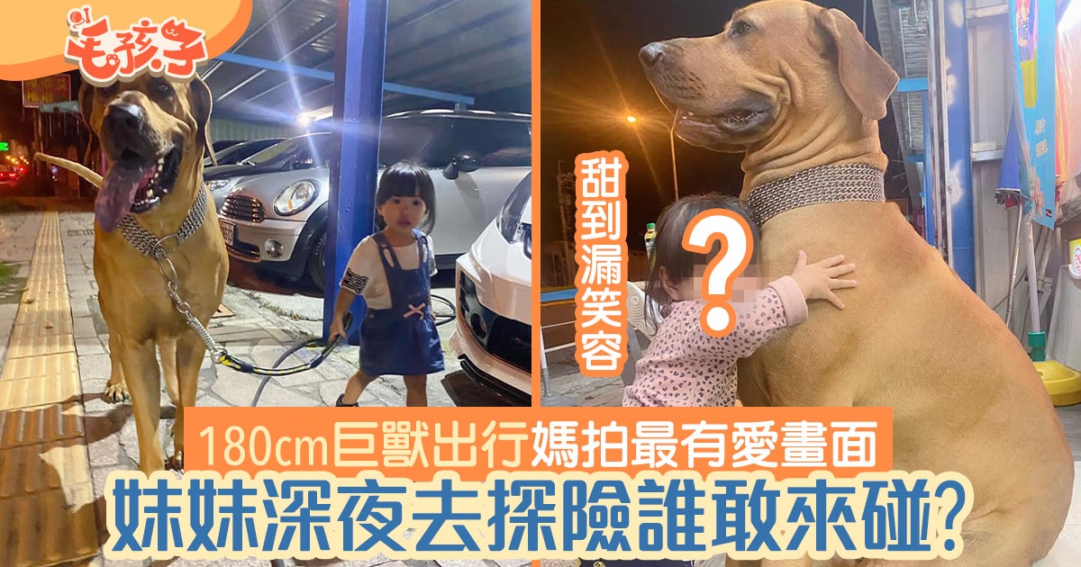 80kg高山犬夜深帶妹妹去探險沒路人敢靠近媽拍下最有愛畫面 香港01 寵物