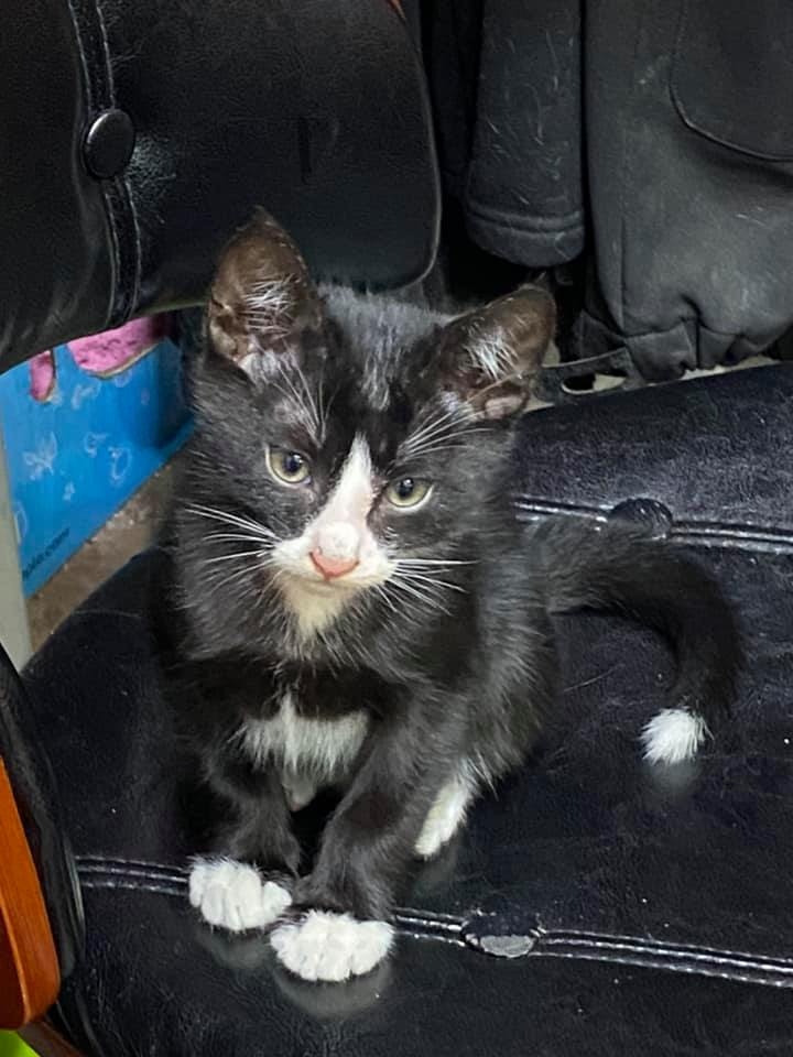 亞寶樣子可愛,日前被婦人偷走,失蹤超過一星期。(Facebook@Maggie Lee) 亞寶樣子可愛,日前被婦人偷走,失蹤超過一星期。(Facebook@Maggie Lee)