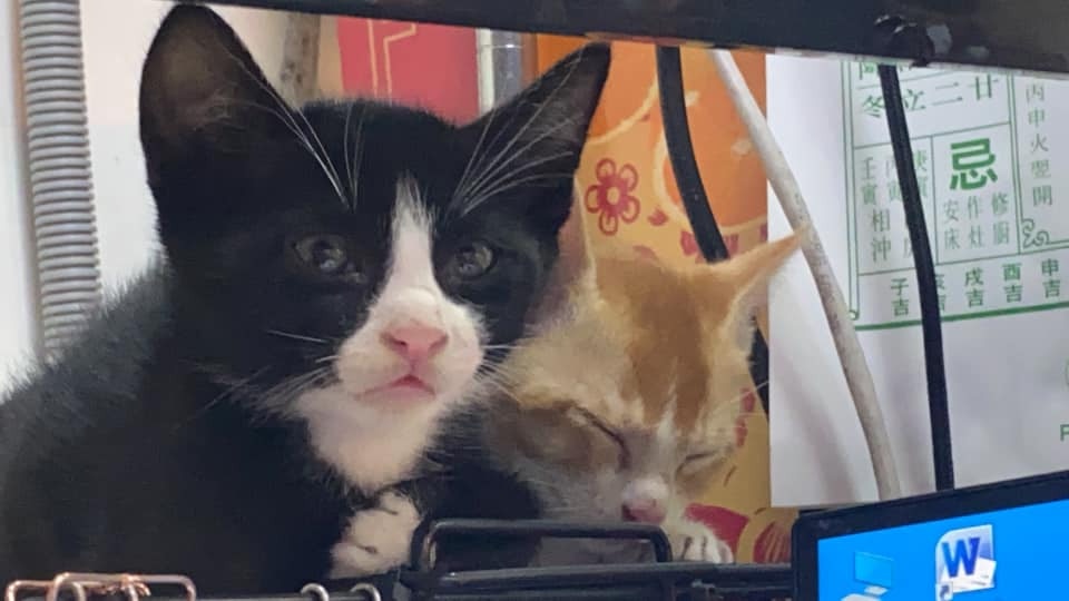 亞寶前日突然失蹤。(Facebook@Maggie Lee) 亞寶前日突然失蹤。(Facebook@Maggie Lee)