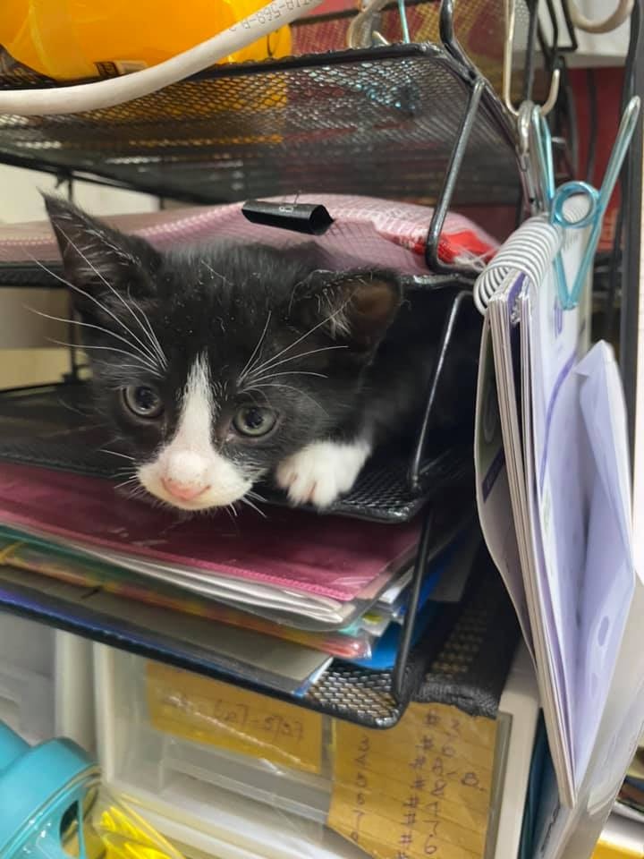 Maggie Lee:「一直好擔心亞寶安危,時間過得越耐,搵到嘅機會喺越渺茫。」(Facebook@Maggie Lee) Maggie Lee:「一直好擔心亞寶安危,時間過得越耐,搵到嘅機會喺越渺茫。」(Facebook@Maggie Lee)