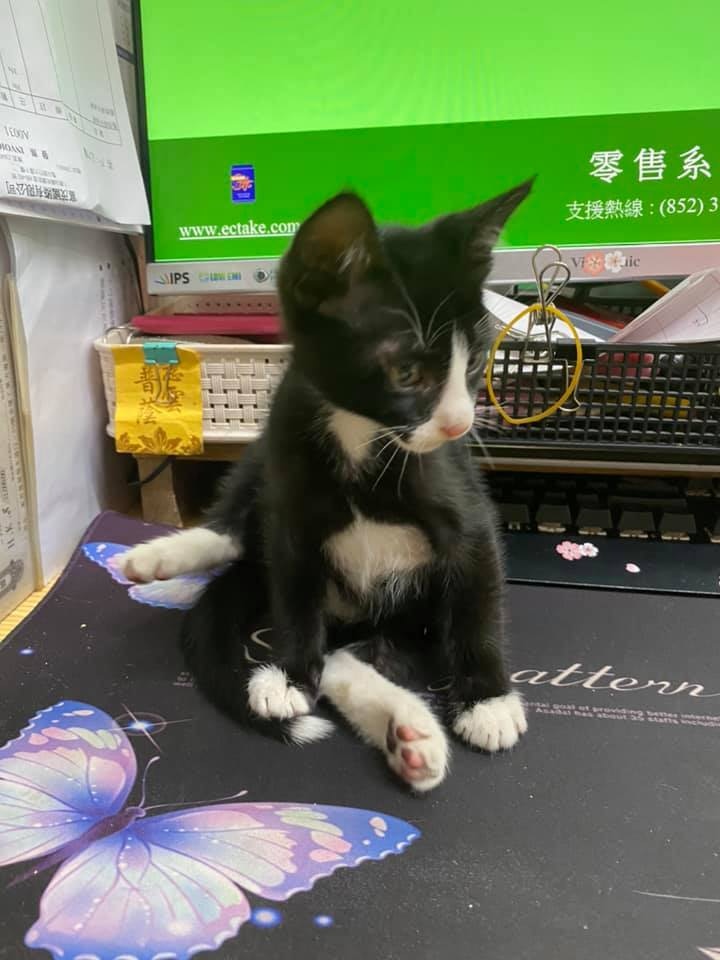 日前油麻地果欄發生偷貓案,一隻兩個月大的黑白幼貓「亞寶」被捉走。(Facebook@Maggie Lee) 日前油麻地果欄發生偷貓案,一隻兩個月大的黑白幼貓「亞寶」被捉走。(Facebook@Maggie Lee)