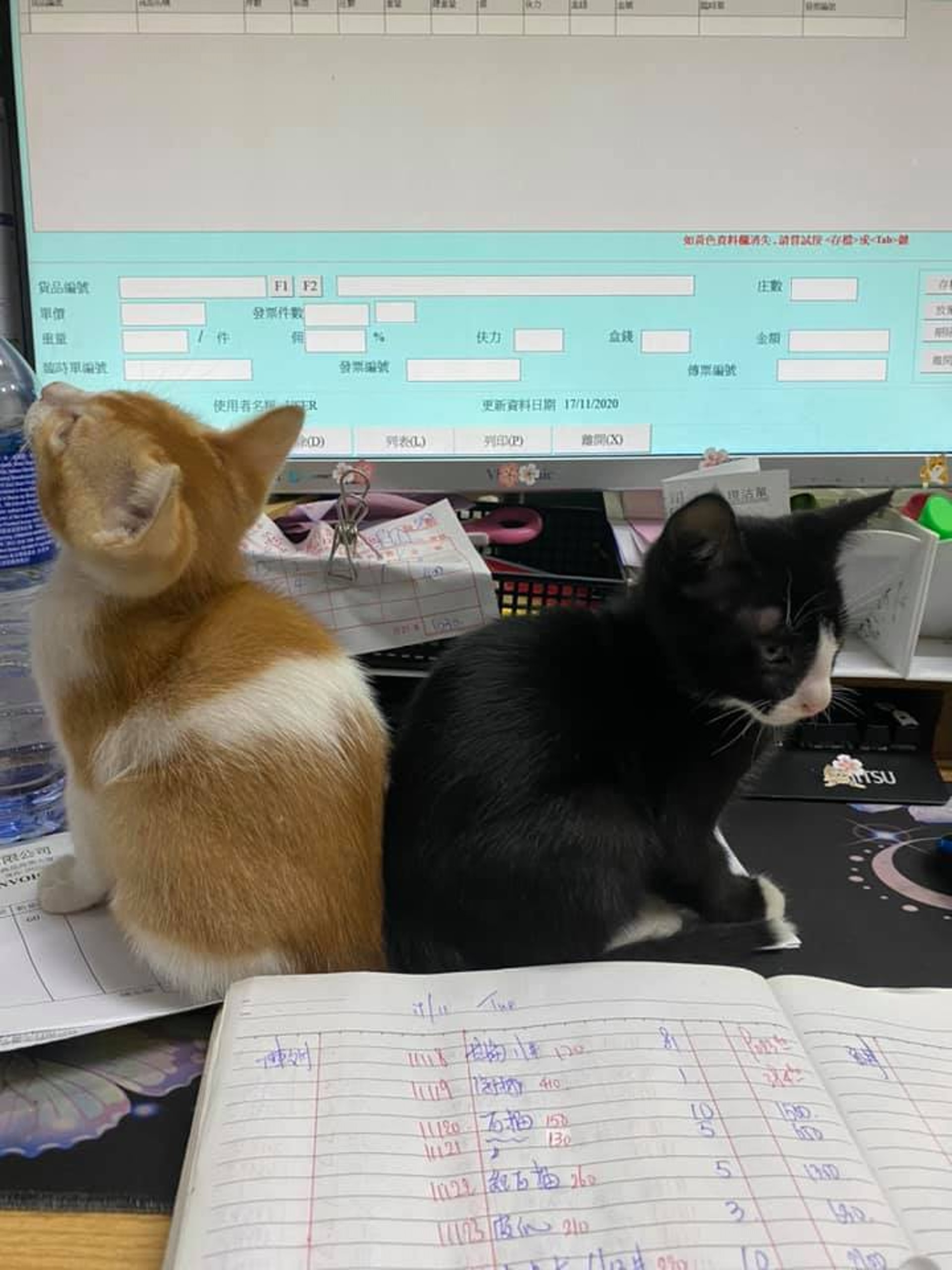 主人Maggie Lee:「亞寶是我的新寵兒。」(Facebook@Maggie Lee) 主人Maggie Lee:「亞寶是我的新寵兒。」(Facebook@Maggie Lee)