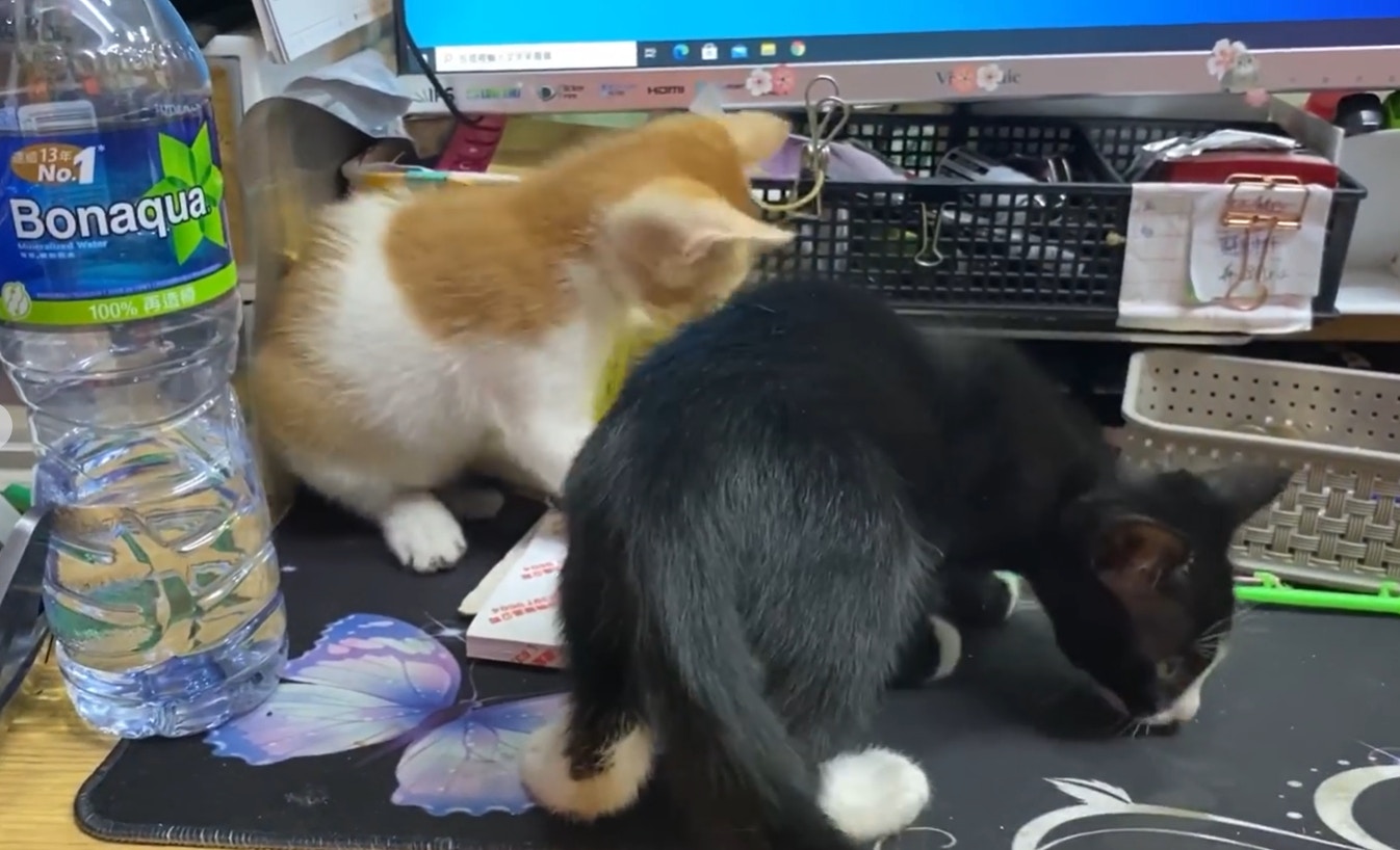 亞寶與其他貓感情很好。(Facebook@Maggie Lee) 亞寶與其他貓感情很好。(Facebook@Maggie Lee)