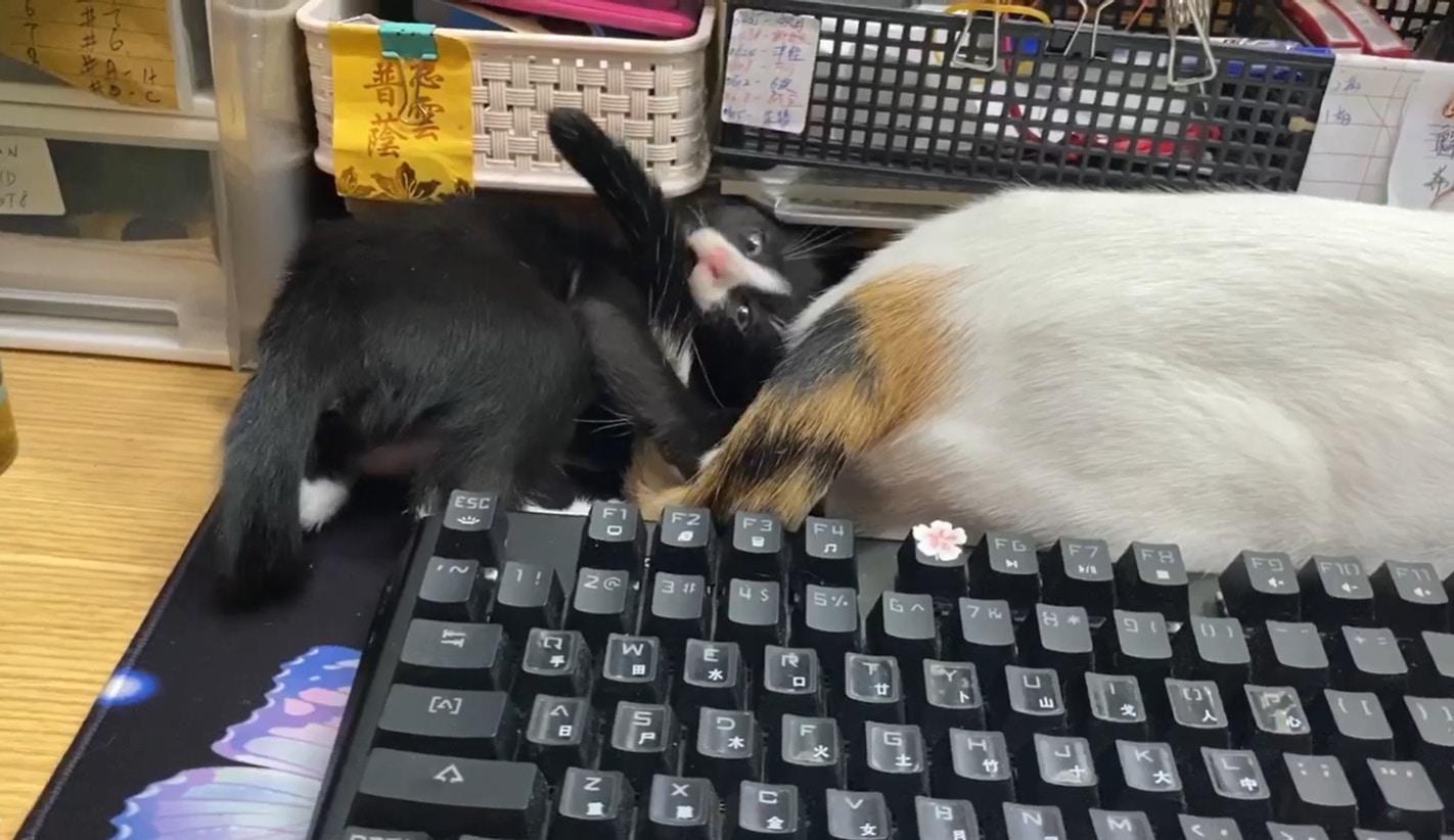 貓主Maggie Lee昨日在Facebook 群組「天下貓貓一樣貓群組」帖文表示,翻查店外的閉路電視片段後,發現愛貓「亞寶」在星期二(11月17日)下午約5時40分,被人偷走。(Facebook@Maggie Lee) 貓主Maggie Lee昨日在Facebook 群組「天下貓貓一樣貓群組」帖文表示,翻查店外的閉路電視片段後,發現愛貓「亞寶」在星期二(11月17日)下午約5時40分,被人偷走。(Facebook@Maggie Lee)