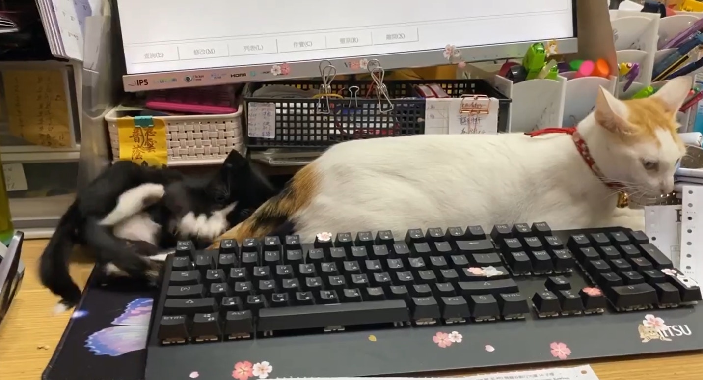 「喵~」(Facebook@Maggie Lee) 「喵~」(Facebook@Maggie Lee)