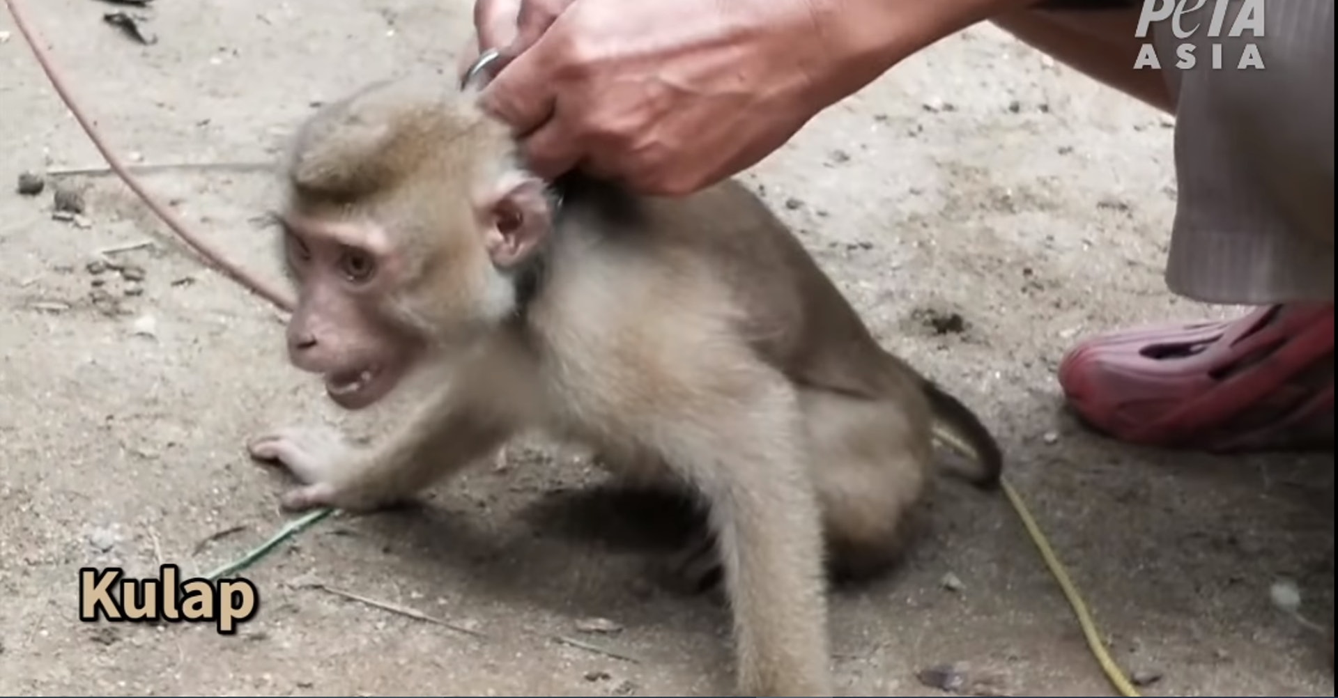 將其脖子拴上繩子(YouTube截圖 / @PETA) 將其脖子拴上繩子(YouTube截圖 / @PETA)