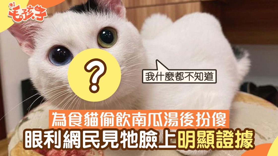 唐貓偷飲主人南瓜湯扮傻 眼利網民發現牠臉上留明顯「罪證」 唐貓偷飲主人南瓜湯扮傻 眼利網民發現牠臉上留明顯「罪證」