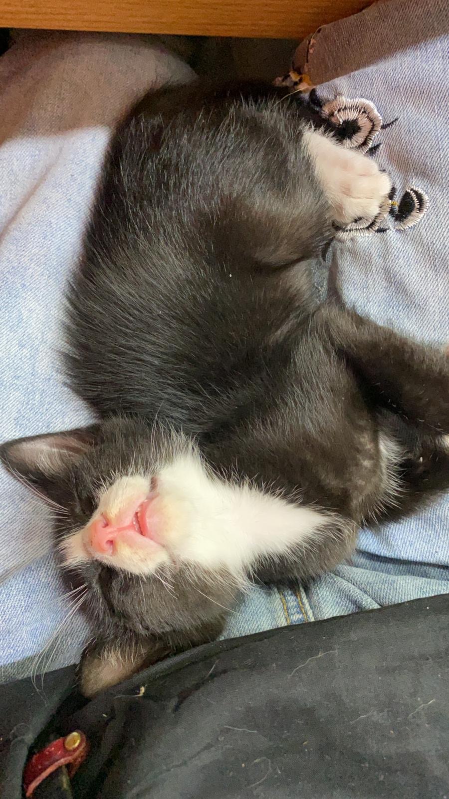 貓主Maggie Lee表示,這段時間過得很辛苦,非常折磨。(Facebook@Maggie Lee) 貓主Maggie Lee表示,這段時間過得很辛苦,非常折磨。(Facebook@Maggie Lee)