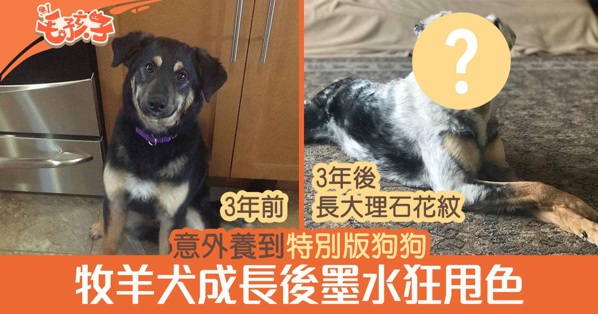 澳洲牧羊犬 狗狗長大後狂甩色3年間變大理石花紋面罩超特別