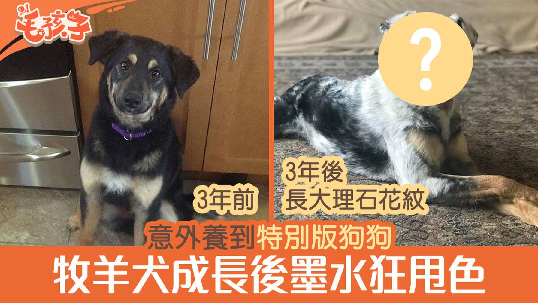 澳洲牧羊犬 狗狗長大後狂甩色3年間變大理石花紋面罩超特別 澳洲牧羊犬 狗狗長大後狂甩色3年間變大理石花紋面罩超特別