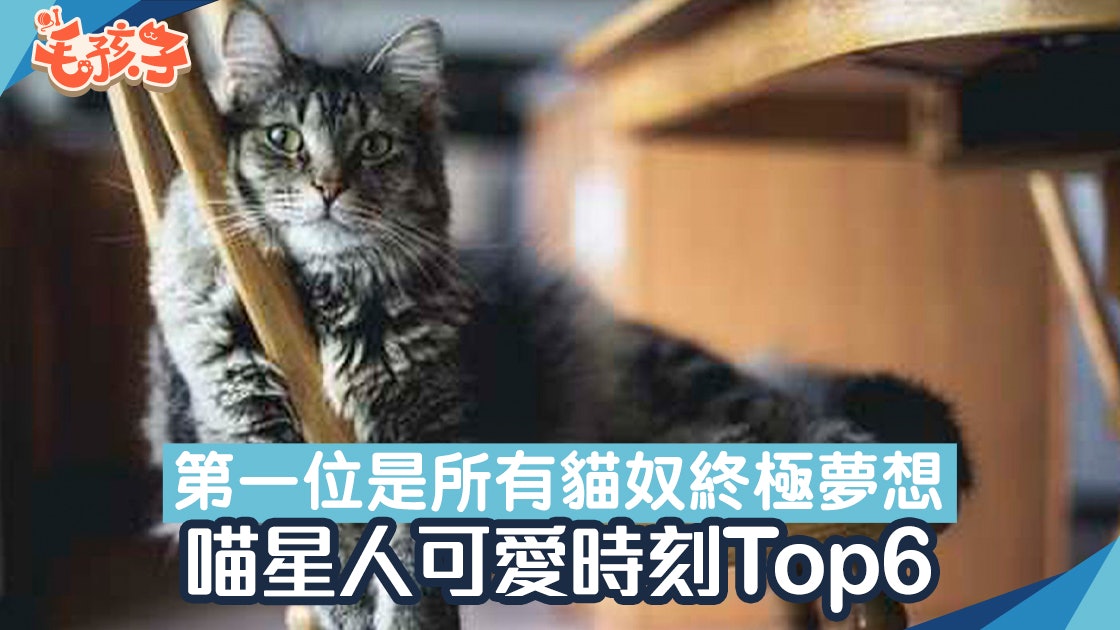 貓咪最可愛的時刻排行Top6 第一位是所有貓主都渴望遇到? 貓咪最可愛的時刻排行Top6 第一位是所有貓主都渴望遇到?