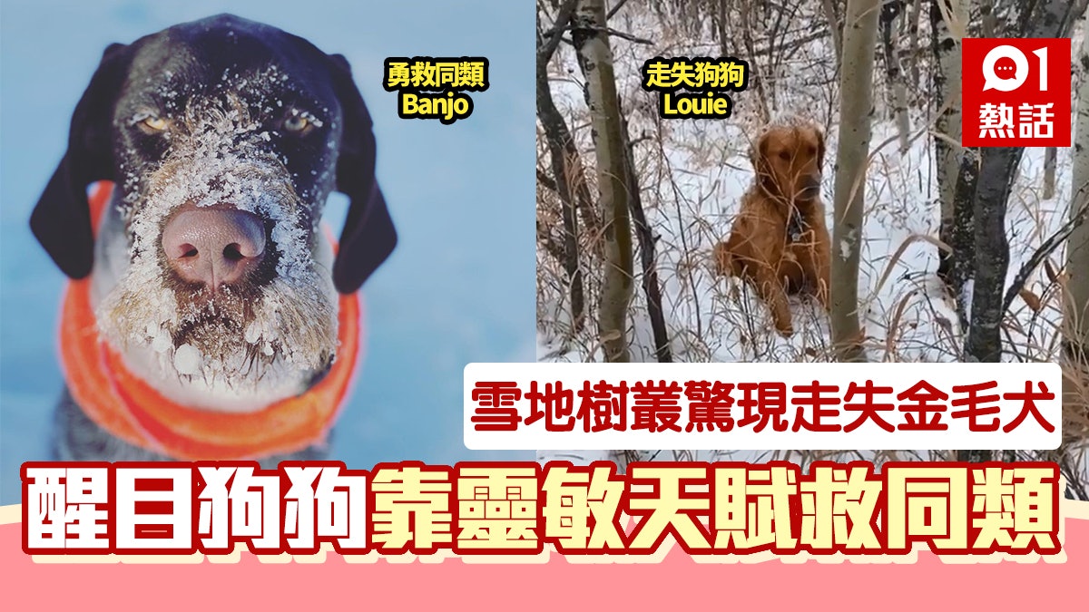 加拿大狗狗玩雪變拯救同類 全靠一種天賦促成人狗重逢超感人 加拿大狗狗玩雪變拯救同類 全靠一種天賦促成人狗重逢超感人
