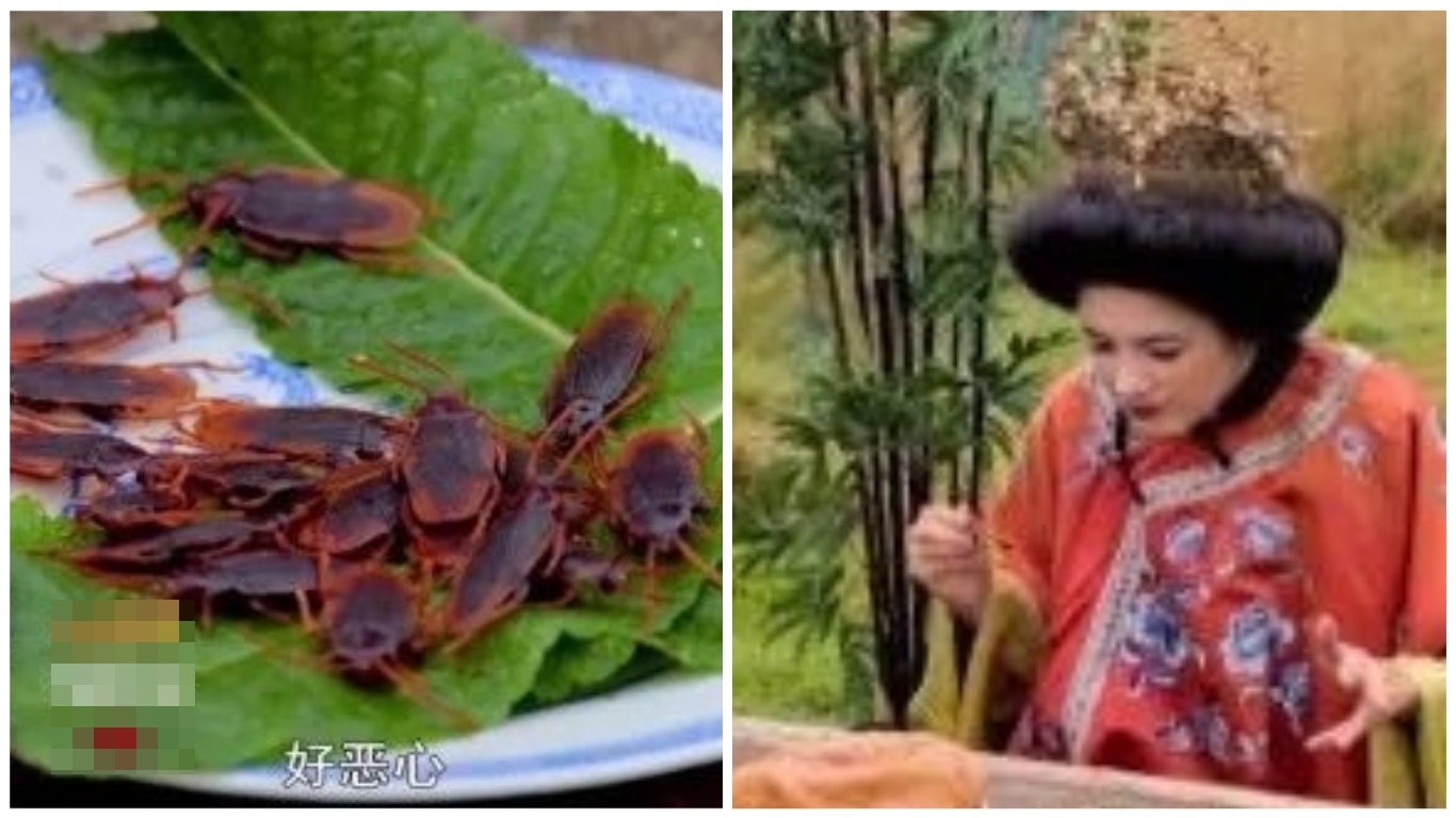 澳洲兒童節目播「武則天」食曱甴及黃蜂幼蟲　當地華人怒轟辱華